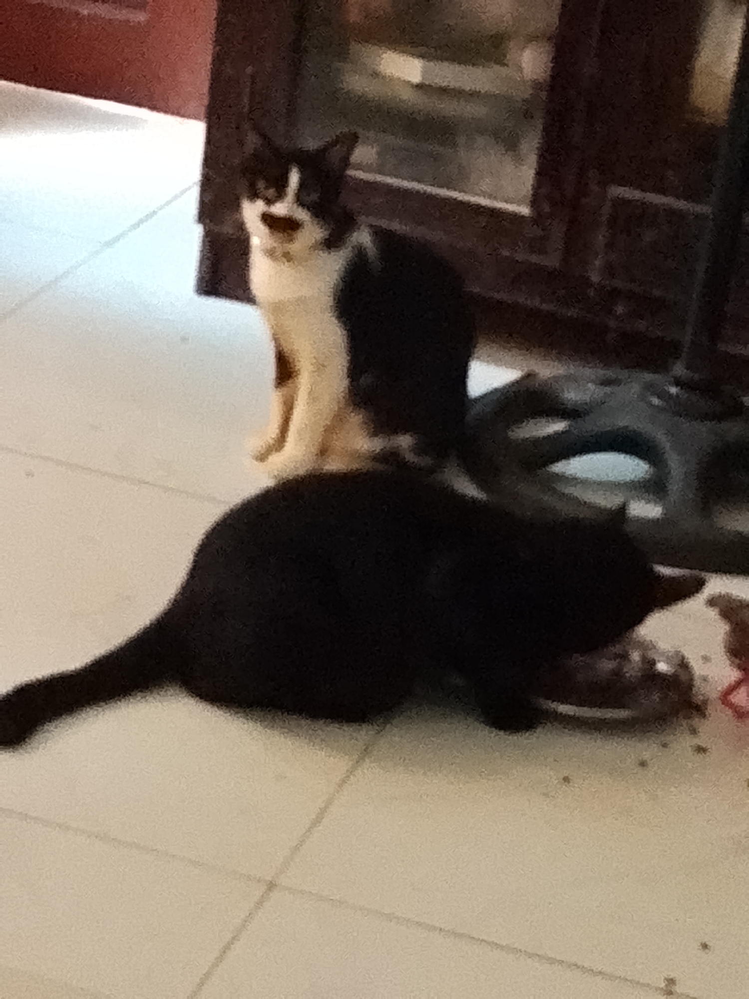 The image displays two domestic cats in an indoor setting with a light-colored tiled floor, located in Davao City, Philippines. The overall picture quality is blurry and grainy, suggesting low light conditions or motion blur.
In the foreground, a solid black cat is positioned with its head down, actively eating from a small, dark-colored food bowl placed on the floor. Its posture indicates focused consumption.
Further back and slightly to the left, a black and white cat is seated upright, appearing to face towards the camera. This cat has prominent black markings on its head and body, contrasting with its white muzzle and chest. Its mouth is slightly ajar, revealing a glimpse of its tongue and teeth, which might indicate meowing, a yawn, or panting.
The background features indistinct dark furniture or a fixture, possibly a cabinet or a stand, with some reflective elements. The floor consists of light-toned tiles with visible grout lines. No specific time of day or weather conditions can be determined from the indoor environment. There is no visible text within the image.