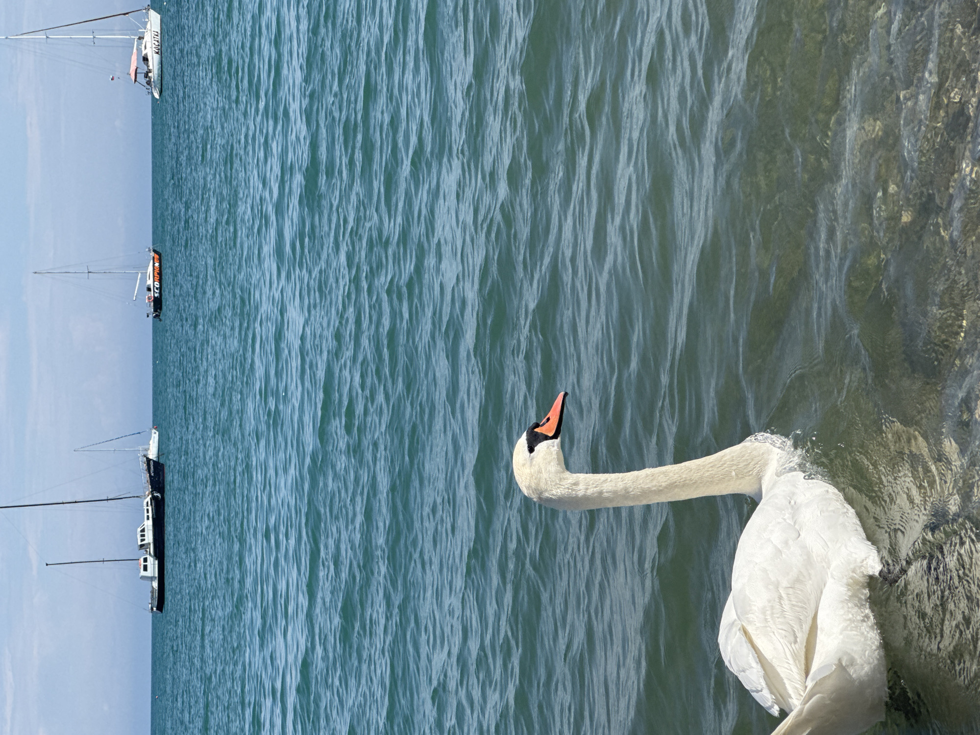 A swan is swimming near the shore, while several boats are moored in the distance. The scene is potentially located in Yevpatoriya, Ukraine. The water is clear with visible waves.