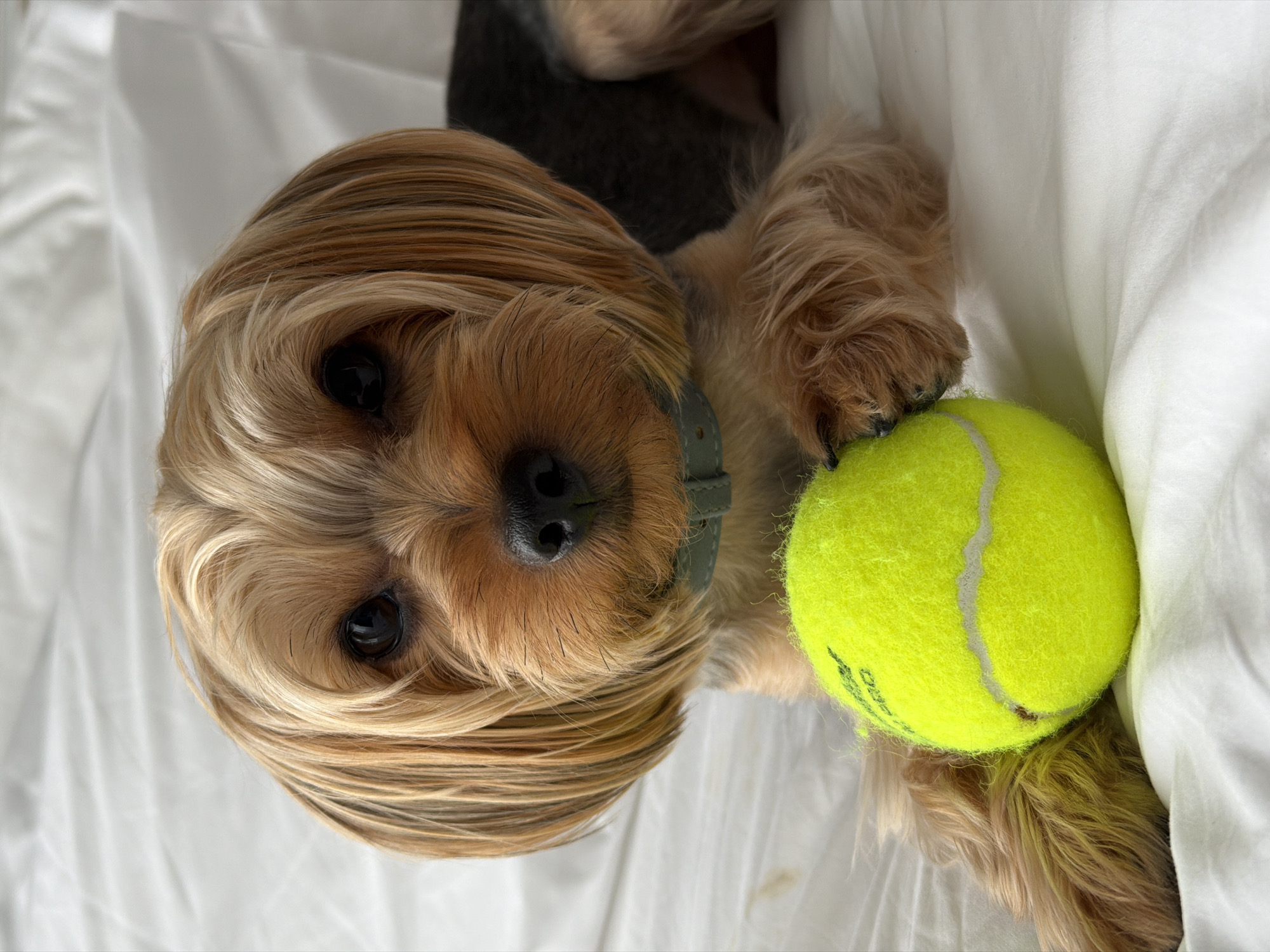 A Yorkshire Terrier lies on a white, rumpled surface, likely a bed, with a bright yellow tennis ball positioned in front of its face. The dog's fur is a mix of golden blonde and dark brown, with its characteristic long, silky hair framing its face. Its dark eyes are wide and focused, looking directly at the camera. The dog is wearing a pale green collar. Its paws are resting near the tennis ball, with one paw partially covering it. The background is entirely composed of the white, creased fabric, creating a soft, diffused light. There is no indication of the specific location in Thep Krasatti, Thailand.