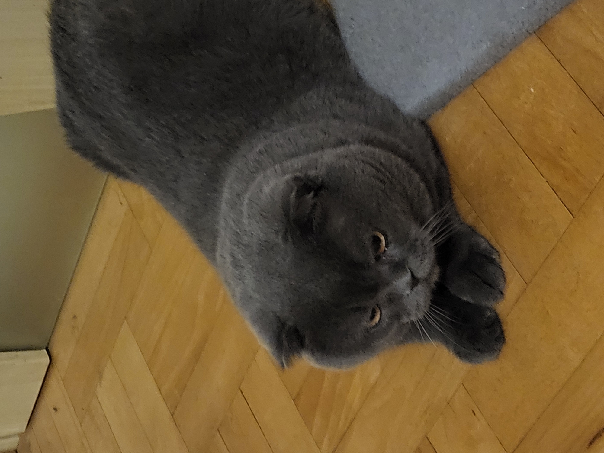 A grey Scottish Fold cat is lying on a wooden floor next to a grey mat. The cat is facing left and has its ears folded down. The cat's eyes are partially closed, and its expression appears sad. The wooden floor is made of light-colored planks arranged in a herringbone pattern. The background is out of focus, but appears to be a wall with some white trim. There is no indication of the city or location.