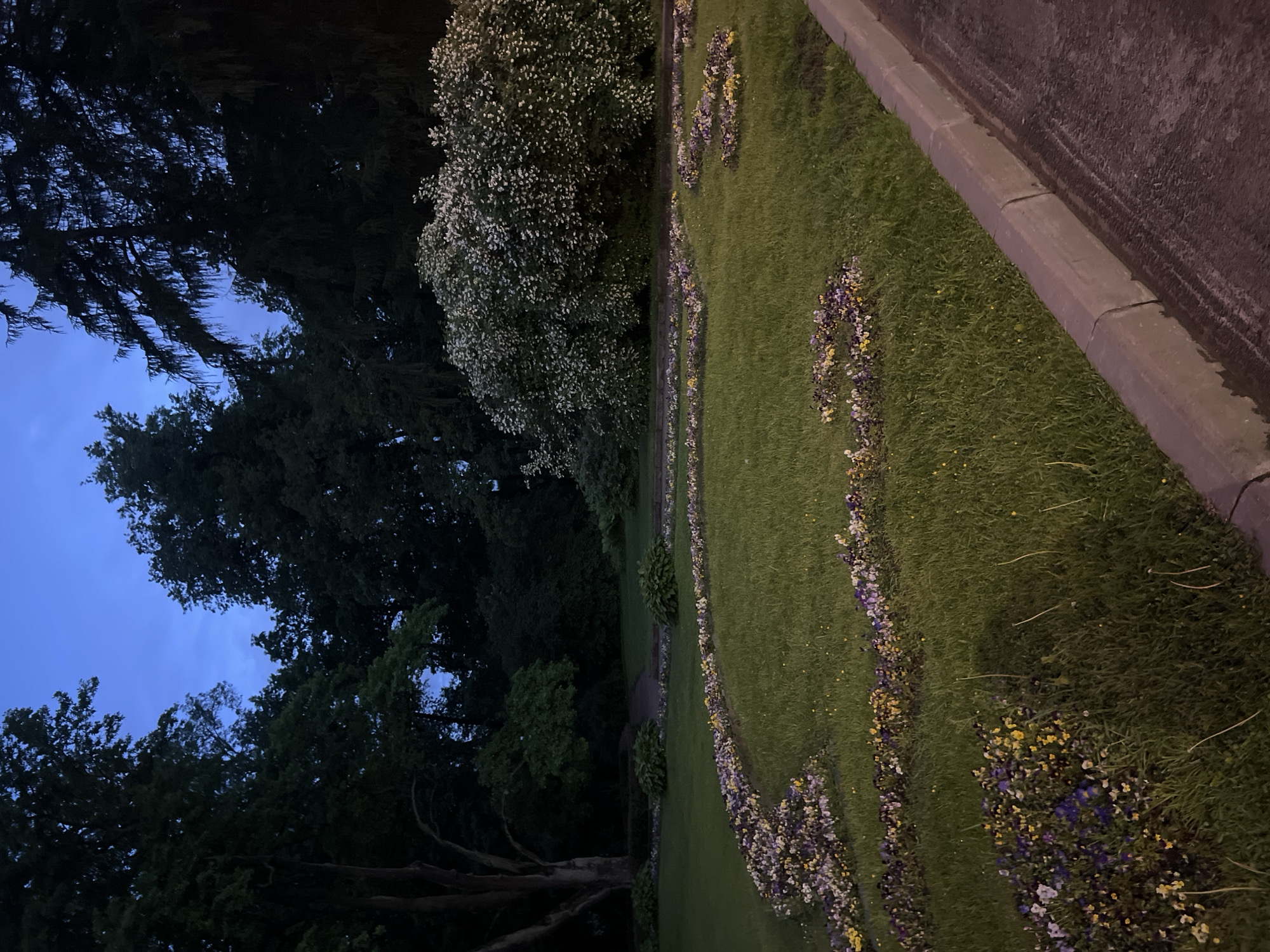 This image depicts a landscaped garden area with a curved flowerbed of pansies in the foreground, transitioning into a lawn. In the background, a large, blooming white bush is prominent, surrounded by dark green trees and foliage. The sky above is a deep twilight blue. The scene is likely located in a park or botanical garden within Saint Petersburg, Russia, given the style of landscaping and the mature trees common in such areas. The lighting suggests it is dusk or early evening. There are no people or animals visible in the frame.