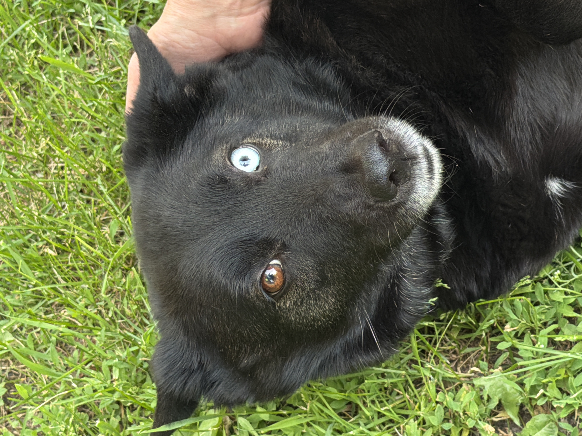 A black dog with heterochromia (one blue eye, one brown eye) is lying on its back in grass. A hand is holding the dog's head. The dog is the primary subject of the image. The setting is an outdoor grassy area. There is no indication of Moscow, Russia in this image.