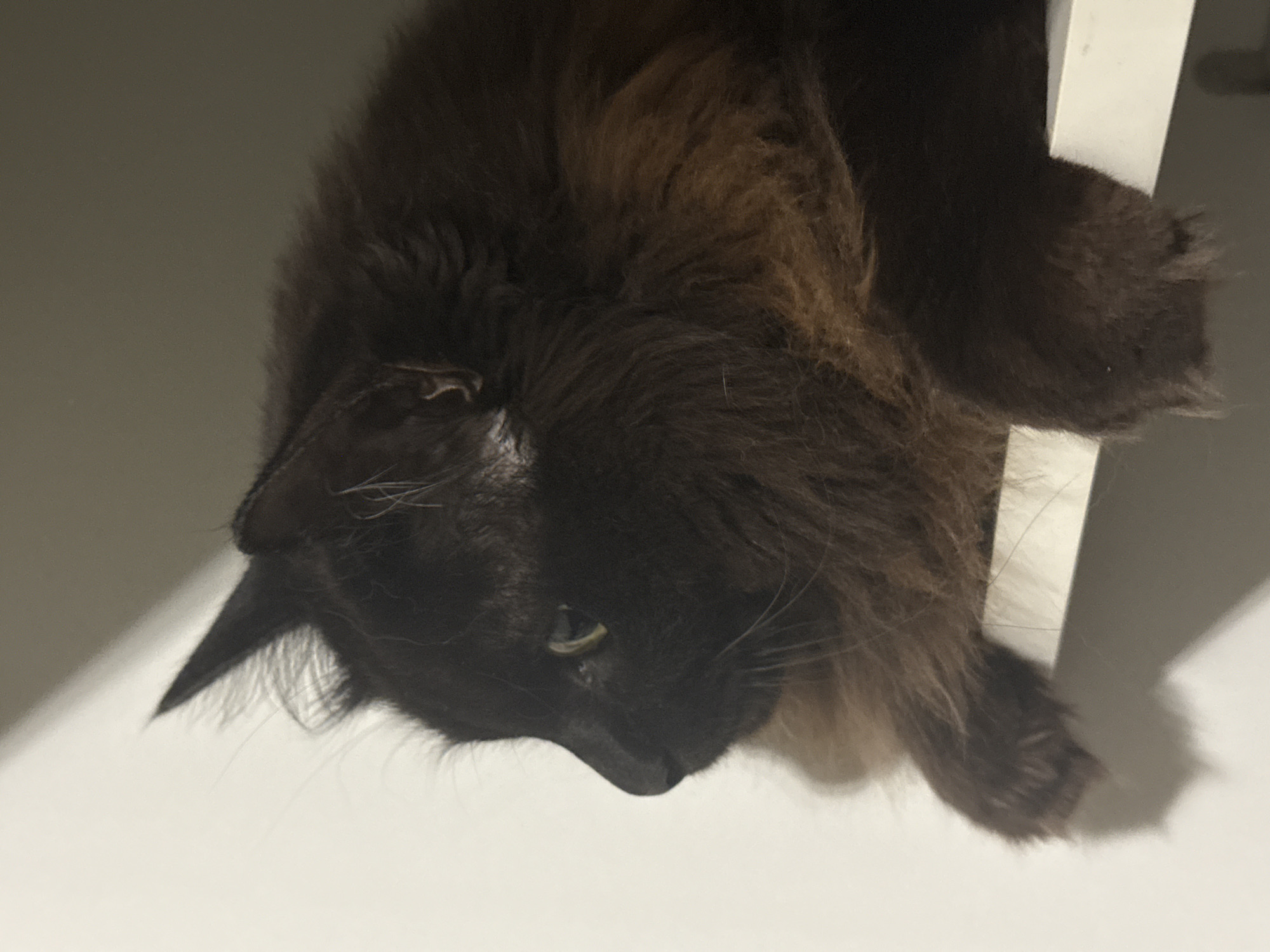 A long-haired black cat is lying on a white surface, with its head hanging down over the edge. The cat's fur has a brownish tinge in places. The background is blurred, but appears to be a white wall. The location is unspecified and Saint Petersburg, Russia, is not mentioned.