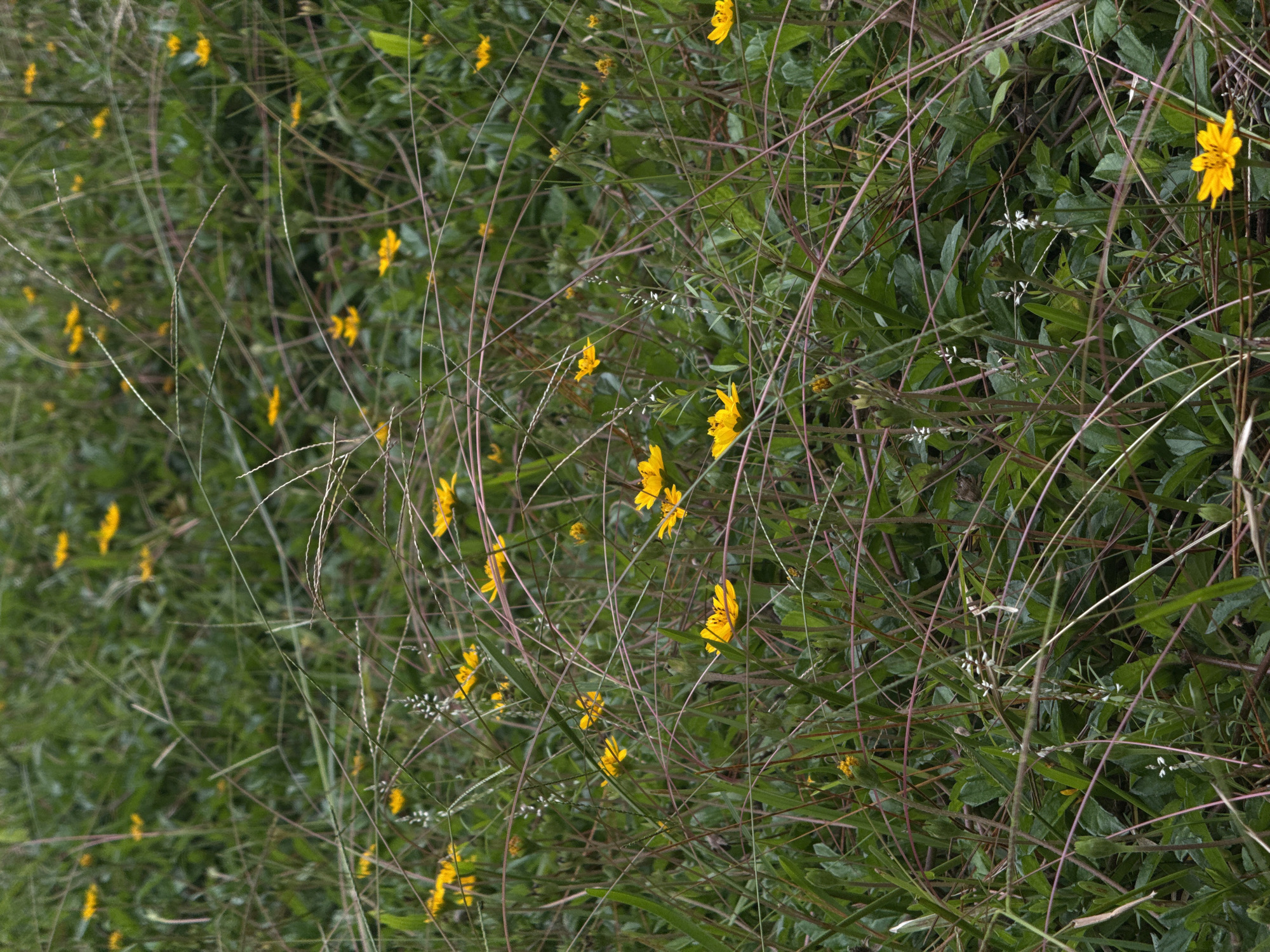 A close-up, eye-level, vertical shot captures a dense field of green grass and yellow wildflowers, interspersed with thin, reddish-brown stalks of grass. The wildflowers, primarily in the lower half of the image, have bright yellow petals and dark centers. The background is a blur of green foliage, suggesting a natural, uncultivated environment. No people or animals are visible. The lighting is diffused, indicating an overcast day or shaded area, which contributes to the muted colors and soft focus. The scene is static, with no discernible action. The location is the city of Đạ Cháy, Vietnam.