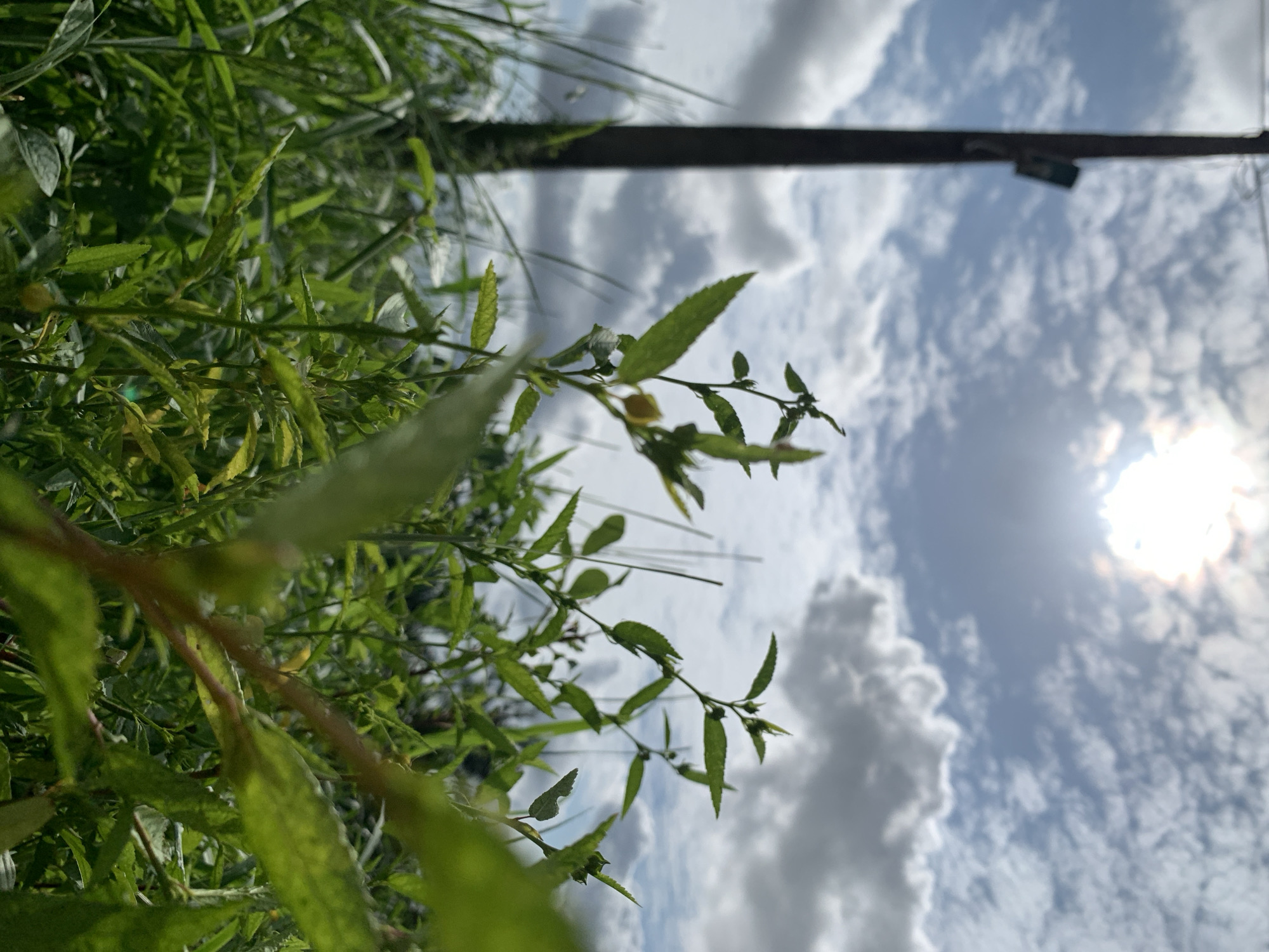 This is a vertically oriented, close-up photograph of green foliage against a bright, partly cloudy sky. The foreground is dominated by vibrant green leaves and stems, some of which are out of focus, creating a shallow depth of field. The plants appear to be growing wild, possibly in an outdoor setting.
In the background, a dark, horizontal object, possibly a pole or a wire, stretches across the frame. Beyond that, the sky is a mix of light blue and white clouds. The sun is visible as a bright, slightly diffused orb in the upper right quadrant, suggesting it is daytime. The sun's glare creates a lens flare effect.
The overall impression is one of a natural, outdoors scene, possibly taken in Ikorodu, Nigeria. The composition, with the plants in the foreground and the sky and sun in the background, gives a sense of looking upwards from ground level. The weather appears to be fair and sunny, with some clouds. There are no people or specific events depicted. No visible text is present in the image.