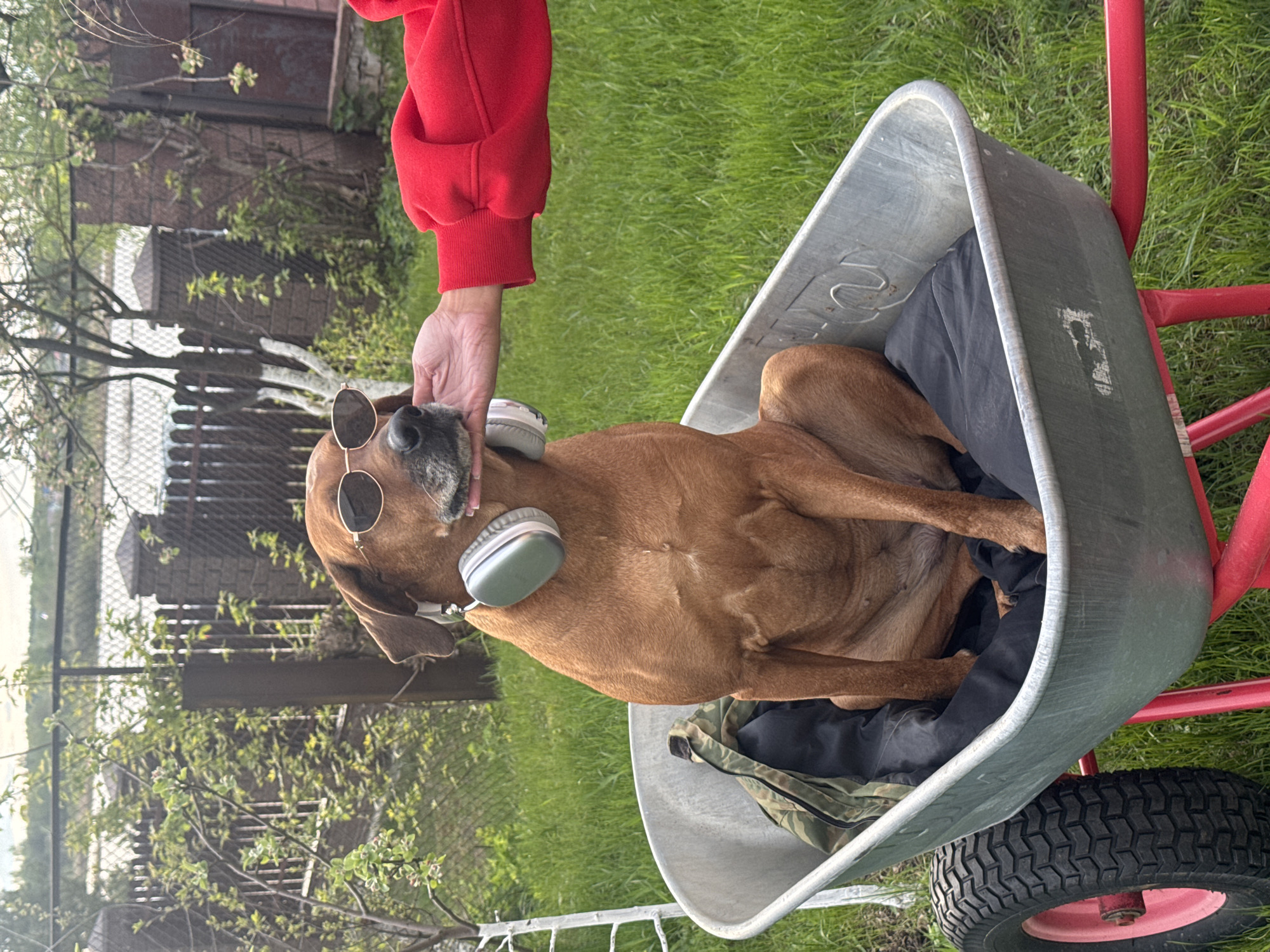 A medium-sized brown dog sits inside a gray wheelbarrow with red handles and a black tire in an outdoor grassy area. The dog wears round sunglasses and over-ear headphones. A hand wearing a red sweatshirt reaches down to touch the dog's head. The wheelbarrow sits on a lawn, with trees and a fence visible in the background. The location appears to be Bol'shoye Kozino, Russia.