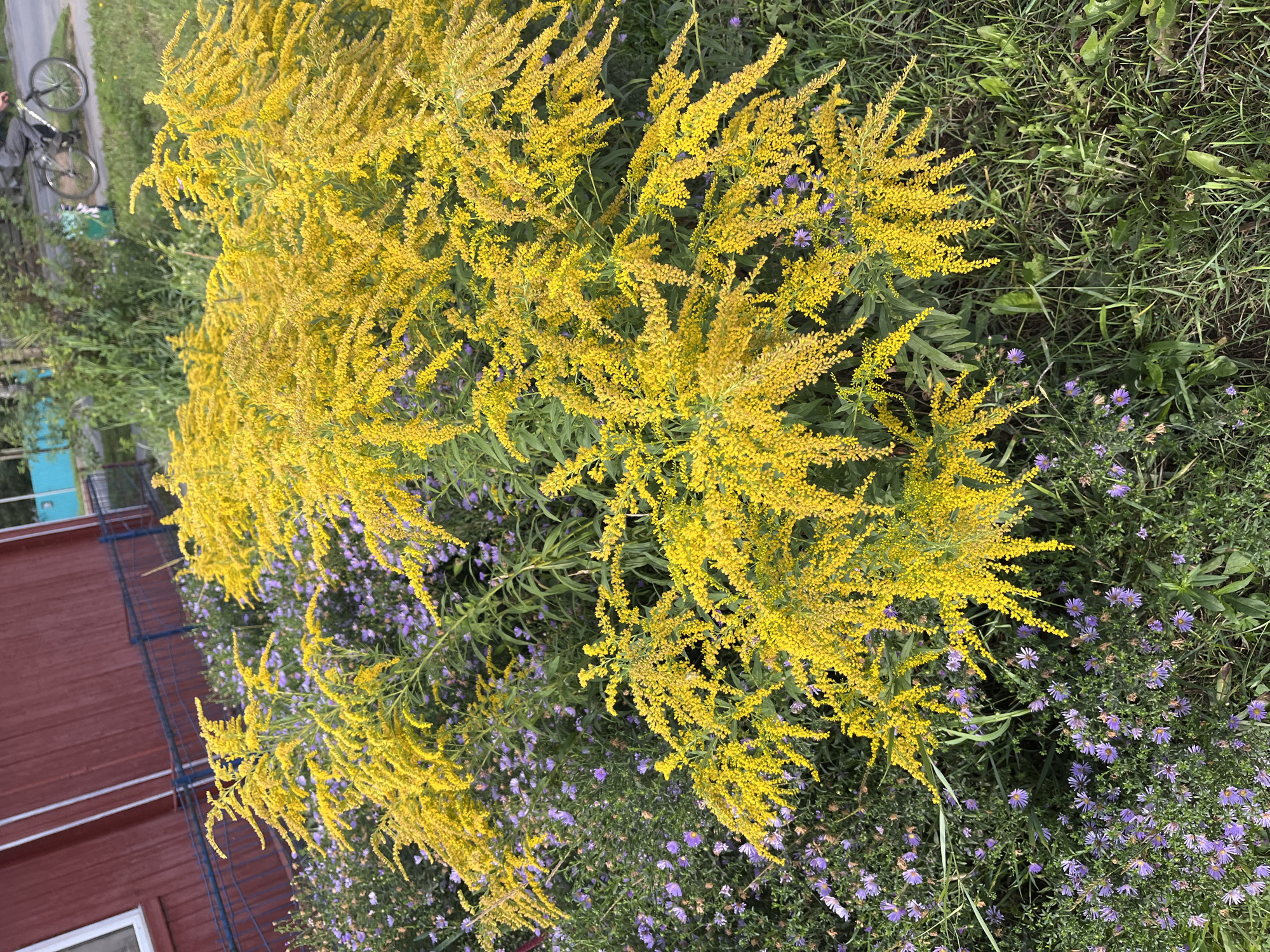 A low-angle outdoor shot captures a cluster of bright yellow flowers, likely goldenrod, dominating the foreground. These vibrant blooms are interspersed with smaller, purple aster flowers. Behind the floral display, a weathered, dark red wooden building with a white-framed window is visible. A blue metal fence runs along the base of the building. In the background, a person is riding a bicycle on a paved surface, with lush green grass and foliage surrounding the scene. The overall environment suggests a natural setting, possibly a garden or park area, within the city of Ufa, Russia.