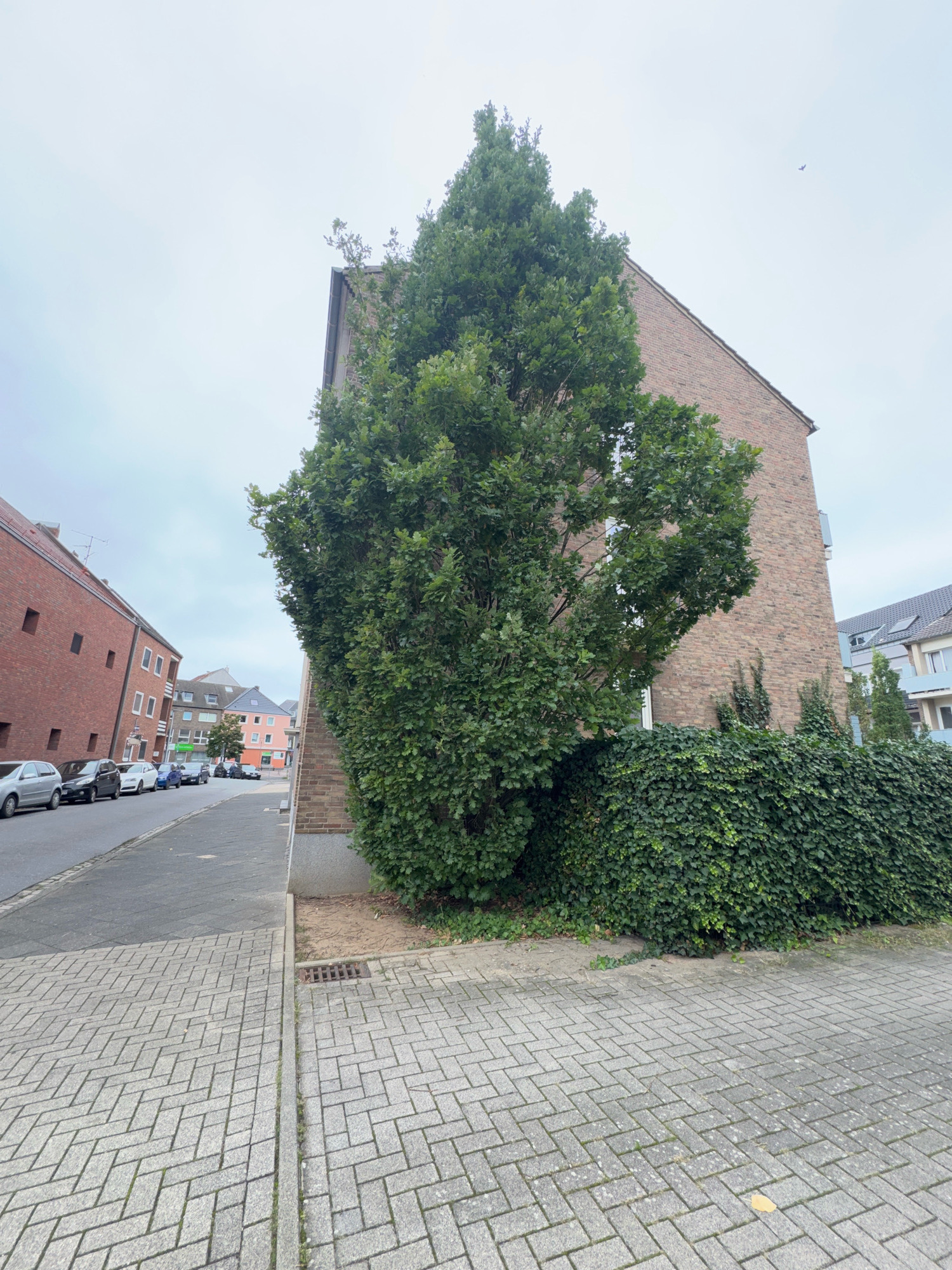 The image shows a street scene in Cleves, Germany. The foreground is dominated by a paved sidewalk made of interlocking grey bricks arranged in a herringbone pattern. To the right, a dense, dark green ivy hedge lines the base of a brick building, with a large tree with green foliage growing in front of it. A drain grate is visible in the sidewalk near the building. To the left of the sidewalk, a grey asphalt street runs into the distance, lined with parked cars. Several brick buildings of varying heights and colors are visible along the street, with a few trees interspersed. The sky is overcast and a bird is visible in the upper right portion of the image.