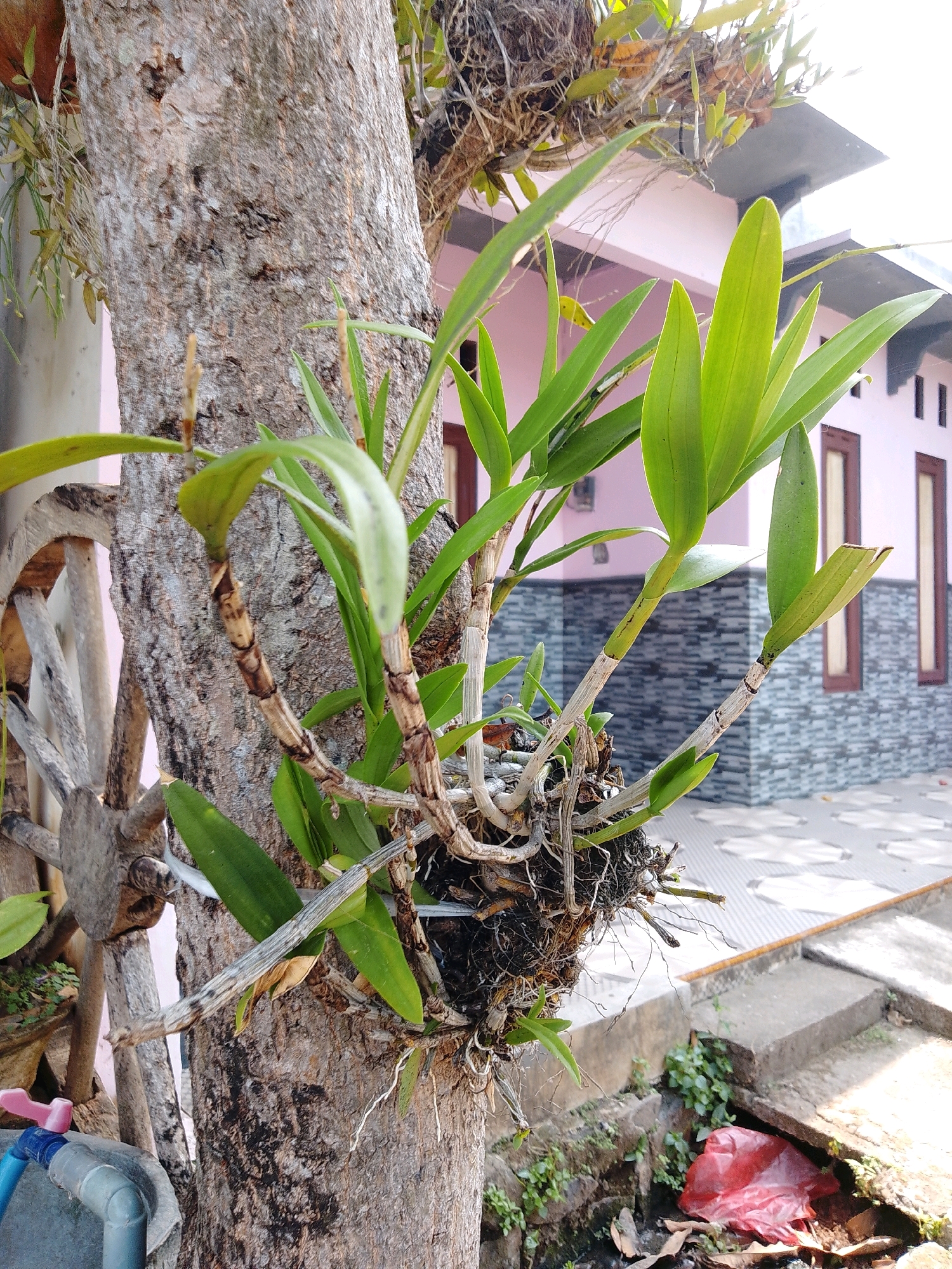 The image captures a close-up view of an orchid plant attached to the trunk of a tree in Cikal, Indonesia. The orchid has several green leaves and a complex network of roots and dried stems. The tree trunk is textured and appears to be mature. In the background, a pink house with dark-trimmed windows is visible, situated on a paved outdoor area. There are no people visible in the image. The environment suggests a residential setting, likely a garden or yard.