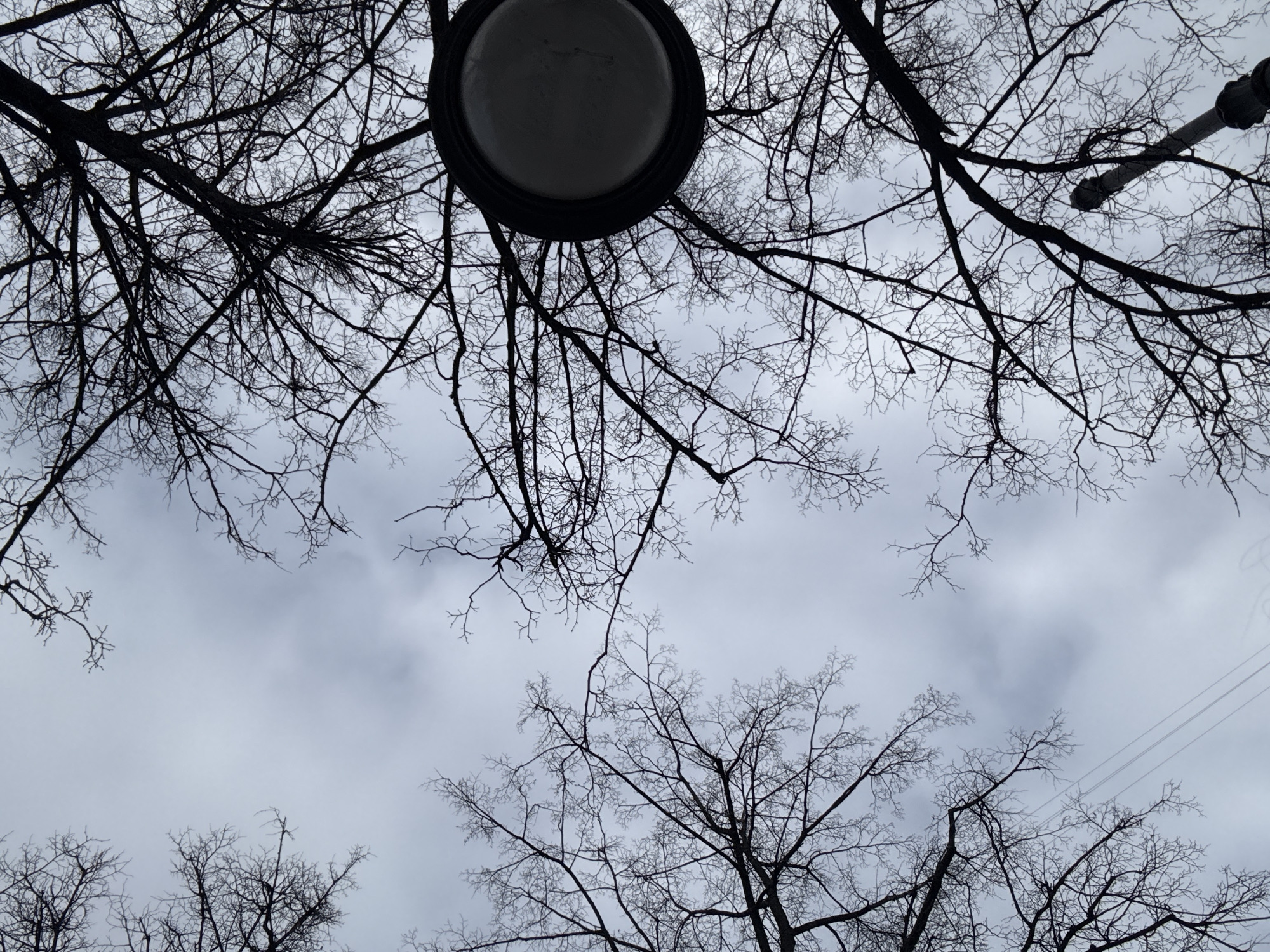 The image presents an upward perspective of an overcast sky in Perm, Russia. Dark, bare deciduous tree branches form silhouettes against the light grey, cloudy sky, framing the central portion of the frame. A circular, dark-colored street lamp fixture is visible in the upper right quadrant, partially obscured by the dense network of branches. Faint, thin, parallel utility lines traverse the sky in the lower-left section of the image. A light-colored pole, possibly part of the street light's support structure, extends upwards from the bottom edge, positioned towards the lower-right. No individuals or specific actions are depicted.