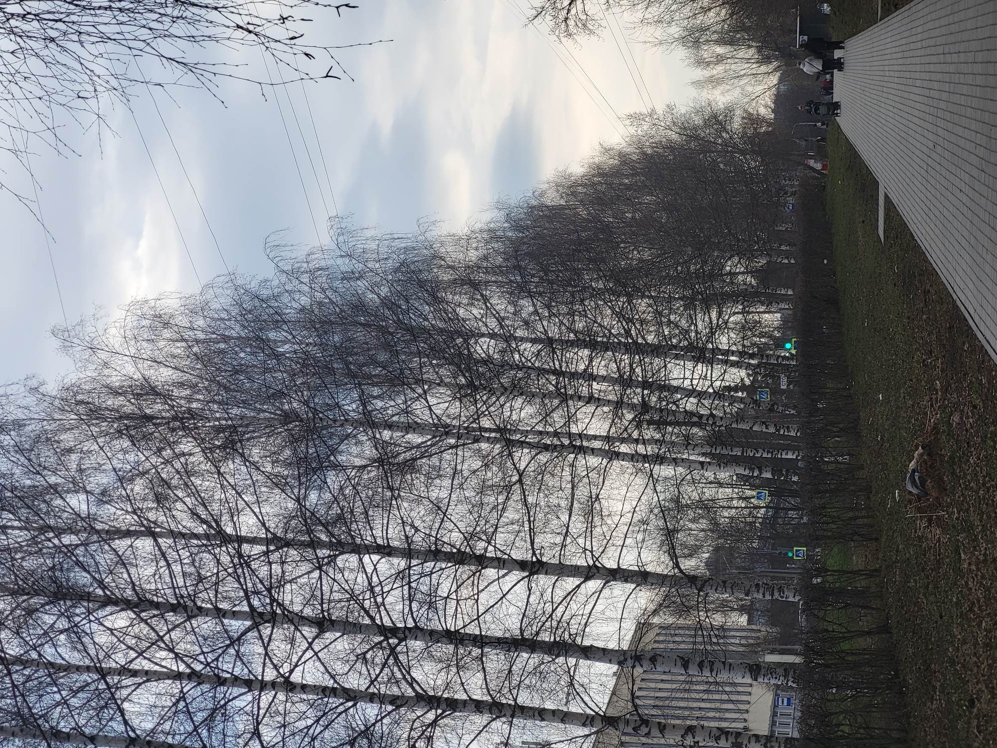 The image shows a street scene in Chaikovsky, Russia. A row of birch trees lines the left side of a paved pedestrian walkway, which slopes upward from the lower left to the upper right of the frame. The trees are leafless, and their bare branches create a dense network against a cloudy sky. Utility wires are visible overhead. In the background, indistinct buildings and a street with pedestrian crosswalks can be seen. A few people are walking along the path. The ground to the right of the walkway is covered in dry grass and foliage.