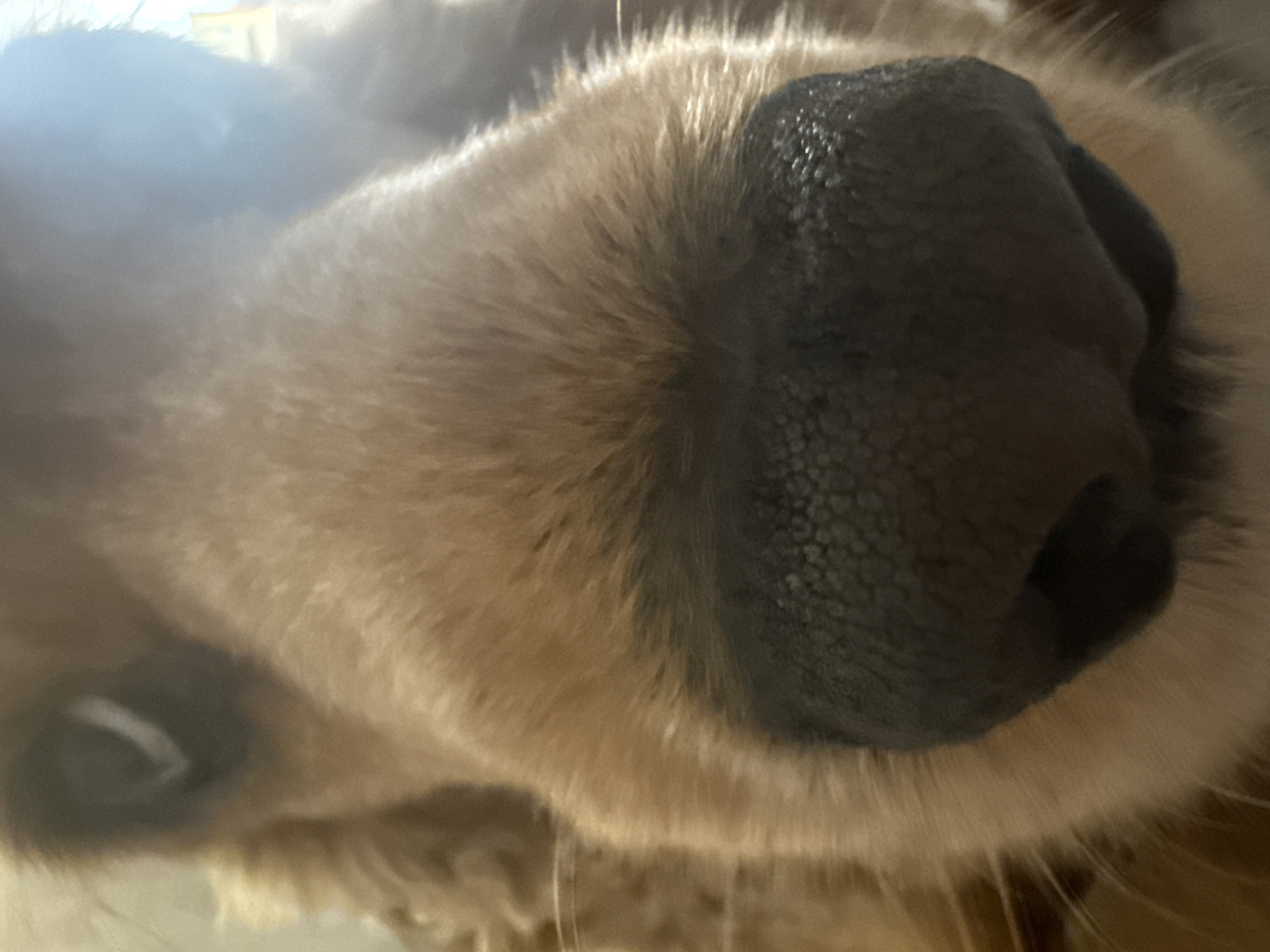 An extreme close-up shot captures the face of a light brown or golden-furred dog, focusing prominently on its wet, textured black nose. The nose dominates the right and central portions of the frame, showing intricate details of its bumpy surface and a visible nostril. Soft, golden-brown fur surrounds the nose, appearing slightly blurred in areas, suggesting a shallow depth of field. A dark eye with a bright, elongated reflection is partially visible in the lower-left corner of the image, indicating the dog is looking directly forward, likely at the camera. Wisps of whiskers can be seen emerging from the fur around the muzzle. The lighting is soft, highlighting the fur and the wet sheen of the nose. The overall perspective is from a very low angle, directly in front of the dog's face, giving the impression that the animal is sniffing the camera. There is no visible text. The setting is likely indoors in Varna, Bulgaria, though no specific geographical cues are present in the image itself.