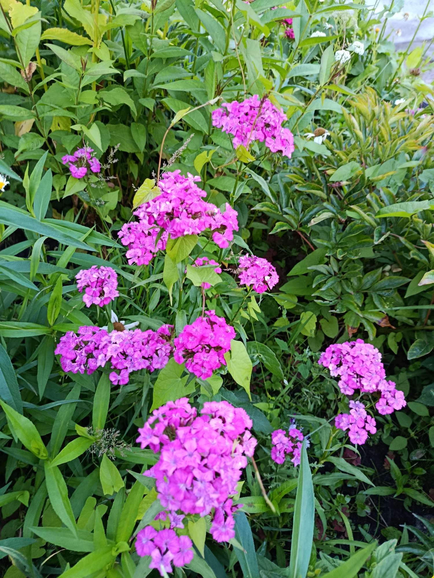 A cluster of vibrant magenta phlox flowers are in full bloom, set against a backdrop of lush green foliage. The flowers are densely packed in clusters at the ends of stems, with individual petals appearing delicate and ruffled. Some of the flowers are in focus, showcasing their intricate details, while others are softer and blurred, creating a sense of depth. Interspersed with the phlox are various shades of green leaves, some broad and pointed, others narrow and grass-like. A few white flowers with brown centers are also visible in the background, adding subtle contrast to the dominant pink and green hues. The overall impression is one of a vibrant, natural garden scene. The location is indicated as being in Verea, Russia.