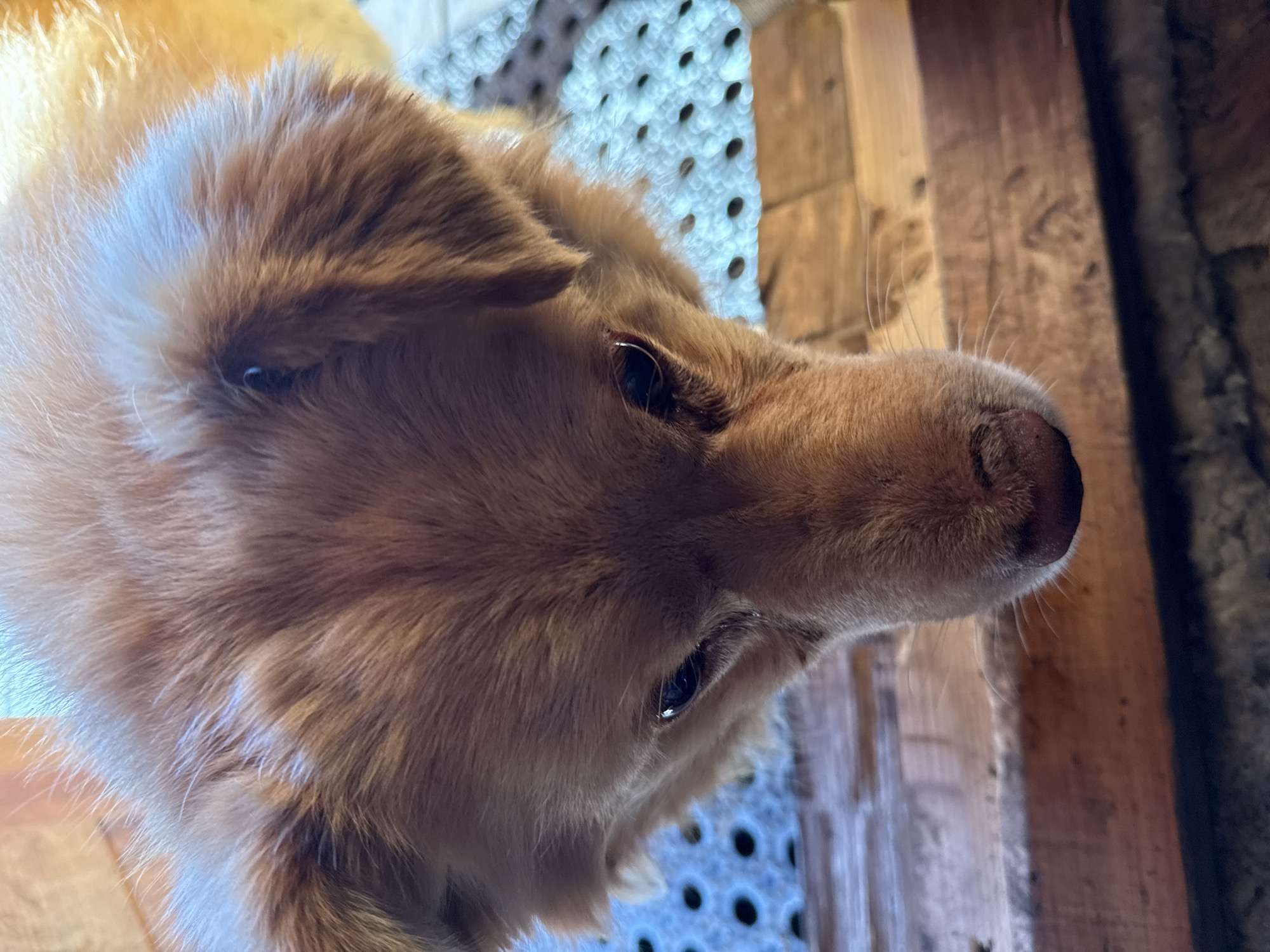 The image shows a close-up view of a light brown dog's face. The dog has short fur, small dark eyes, and a black nose. The background includes a blue and white patterned surface and wooden planks. The location of the scene, Tyulyuk, Russia, is not apparent in the image.