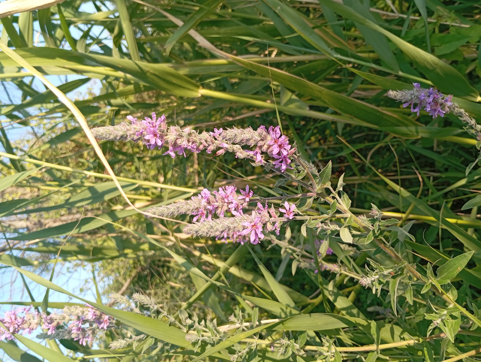 The image captures a close-up view of a patch of vegetation, predominantly featuring tall green grass and flowering plants with small purple blossoms. Two prominent spikes of purple flowers are visible in the foreground, with smaller clusters of similar flowers appearing further back and to the left. The plants are lush and densely packed, with sunlight filtering through the leaves, creating highlights and shadows. The background consists of more greenery and a bright, pale blue sky. The scene is set outdoors, likely in a natural or semi-natural environment. No people or animals are present in the frame. The location is identified as Şirvanlı, Azerbaijan, suggesting a rural or natural setting within that region.