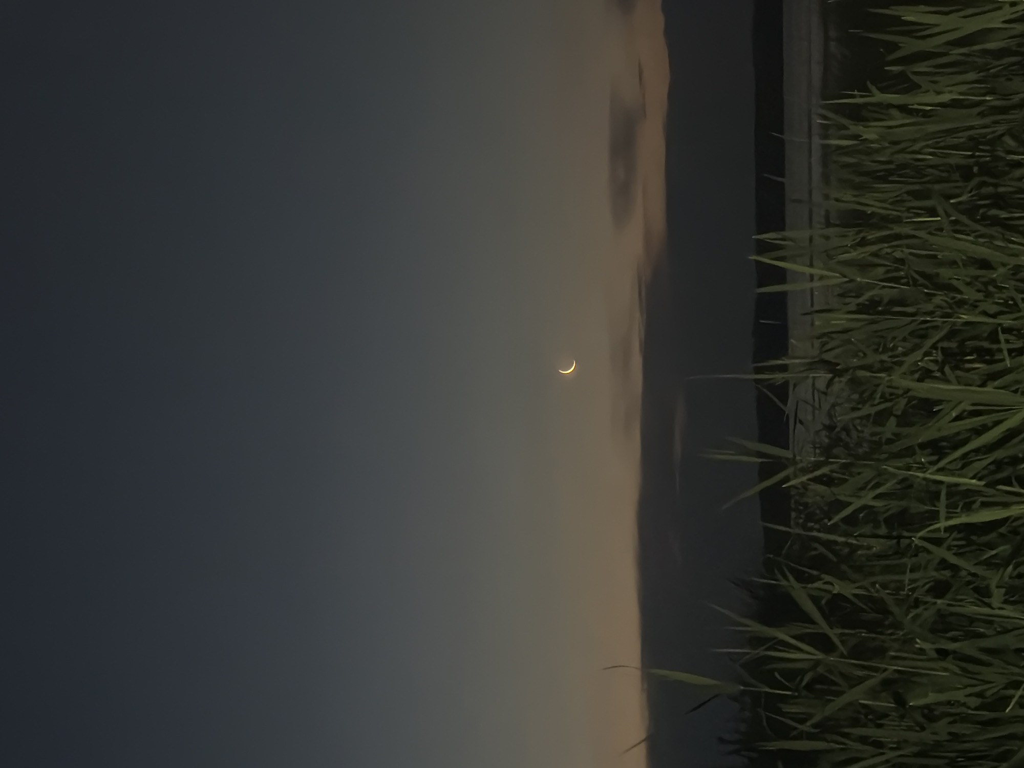 A crescent moon is visible in the twilight sky above a dark landscape. In the foreground, tall green grass grows in dense clumps. Beyond the grass, a body of water is visible, reflecting the dim light of the sky. A dark horizon line separates the water from the sky, with a few wispy clouds present. The overall mood of the image is serene and peaceful. The location is unknown.