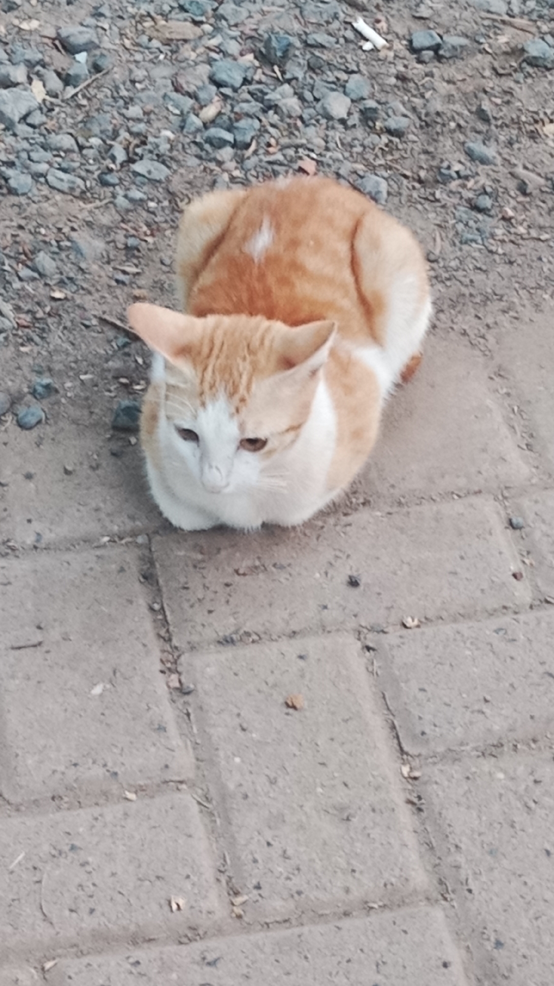 A ginger and white cat is lying on a paved walkway. The cat is facing the camera, with its head slightly bowed. The cat's fur is short and appears to be clean. The paved walkway is made of rectangular bricks. The background is a gravelly area. The scene appears to be outdoors in a public space.