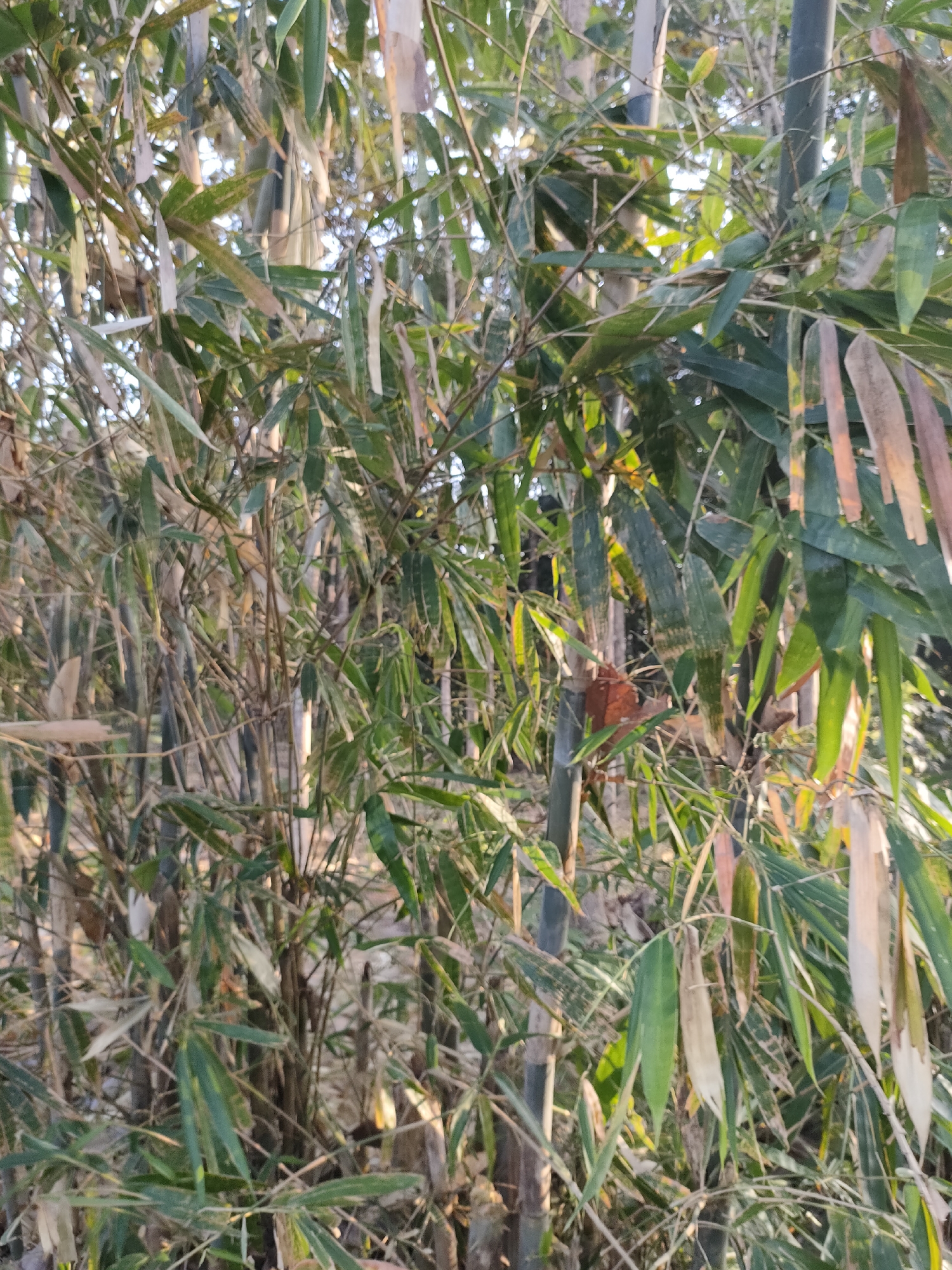 The image shows a close-up view of a dense cluster of bamboo stalks and leaves. The bamboo stalks are predominantly green and grey, with some appearing dry and brown. Many of the leaves are a vibrant green, while others are dry and have turned yellow or brown, some showing signs of decay. The foliage is thick, creating a sense of natural enclosure. The lighting suggests it is daytime, with sunlight filtering through the leaves, creating highlights and shadows. There is no indication of any specific location within the city of Caracas, Indonesia, as this is a geographical impossibility. The scene depicts a natural bamboo grove.