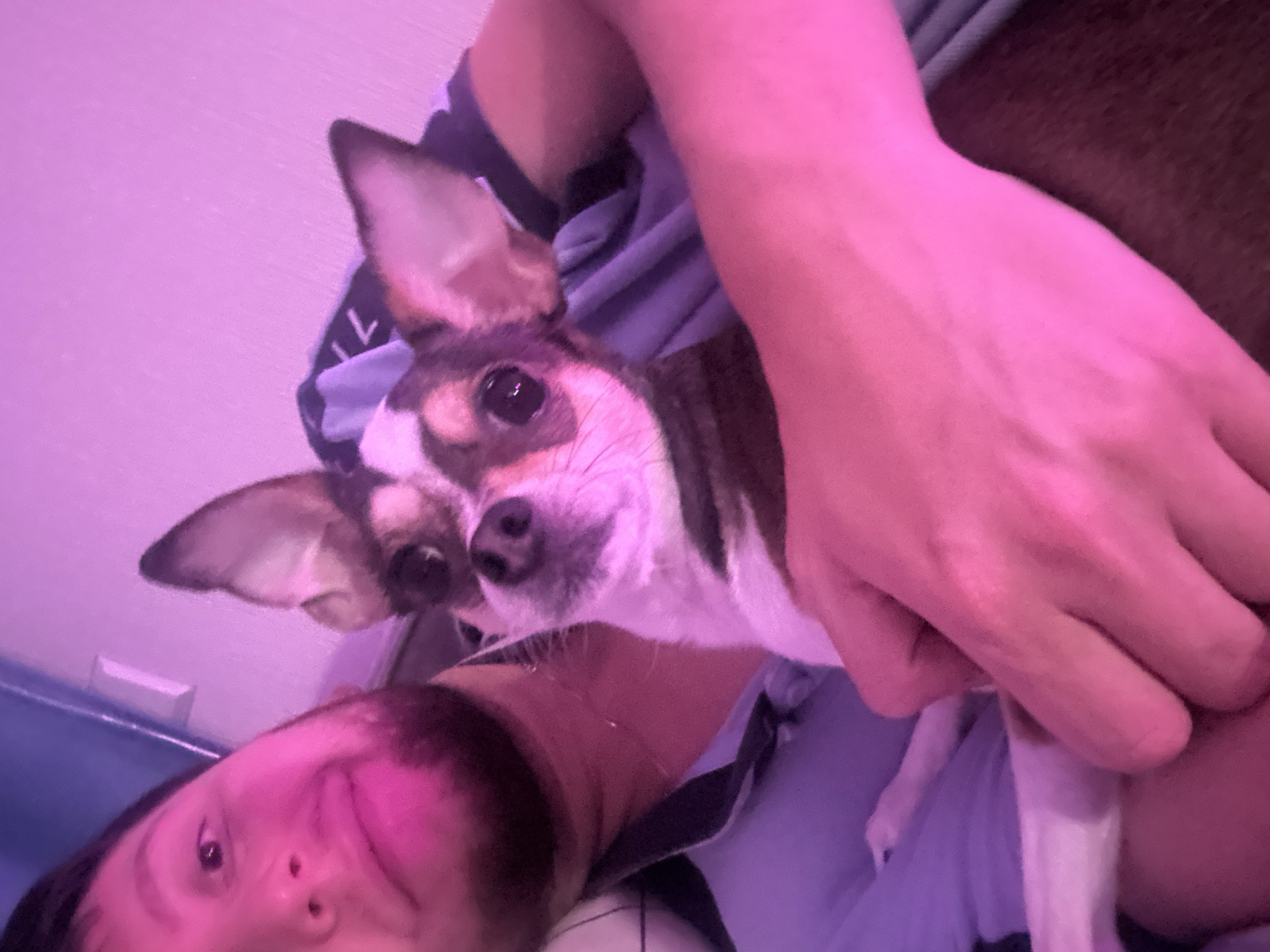 A close-up, medium shot captures a person and a Chihuahua dog in what appears to be an indoor setting, possibly a home. The lighting is dominated by pink and purple hues, suggesting an artificial light source such as a colored lamp or LED lighting. The person, whose face is partially visible on the left, has short dark hair and a beard. They are wearing a blue collared shirt. The Chihuahua is held in the person's arms, facing the camera. The dog has large ears, dark eyes, and a brown and white coat. The background is out of focus and shows a wall with a light fixture and some fabric. The image is slightly blurry, especially the background elements, which might indicate movement or a shallow depth of field. There are no visible elements that directly place this scene in Mirny, Russia.