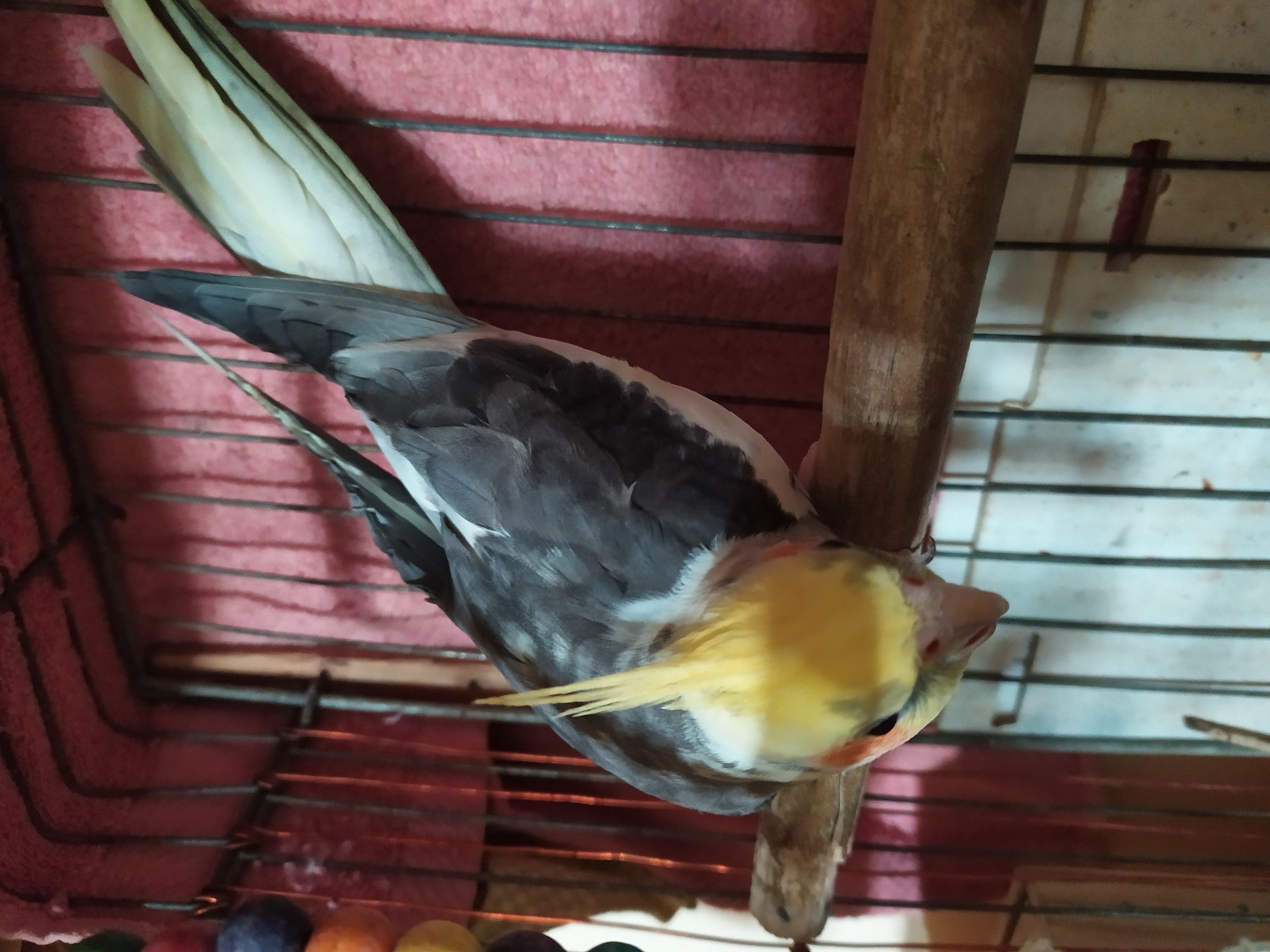 The image shows a cockatiel perched on a wooden dowel inside a birdcage. The bird is predominantly gray with a yellow crest and orange cheek patches. Its wings are spread, and its tail feathers are light yellow. The cage has a pink fabric lining on the back, and vertical metal bars. A string of colorful beads hangs from the top left of the cage. The background is blurry and out of focus. There is no visible connection to the city of Bilajari, Azerbaijan, or any specific urban environment. The scene is indoors, suggesting a domestic setting.