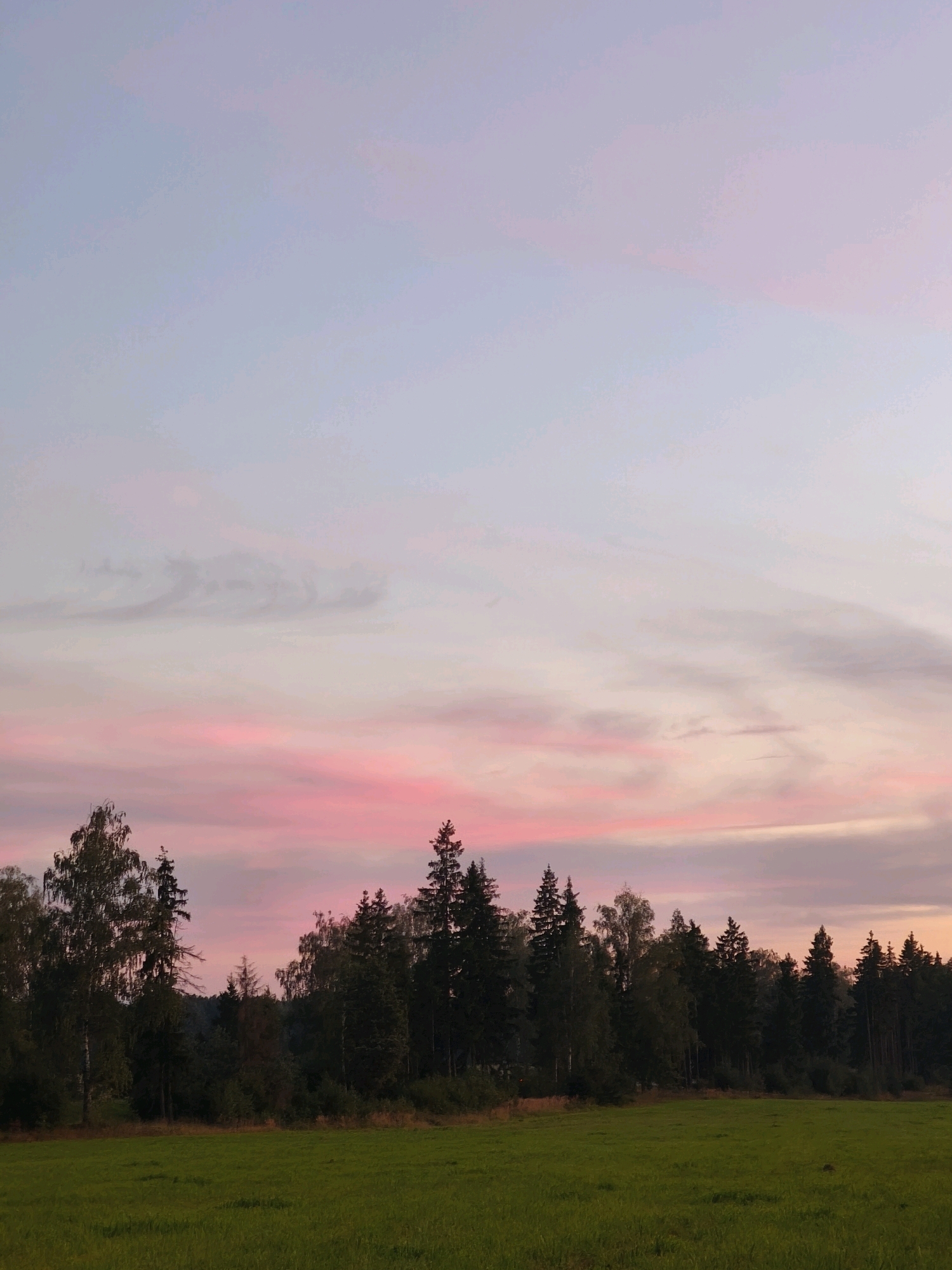 The image depicts a serene natural landscape at dusk. In the foreground, a lush green meadow stretches horizontally across the frame. Behind the meadow, a dense line of trees forms a dark silhouette against the sky. The trees are a mix of deciduous and coniferous varieties, with some taller, spiky pines interspersed with broader-leafed trees. The sky above is a gradient of soft colors, transitioning from a pale blue at the top to vibrant pink and lavender hues near the horizon, indicative of sunset. Faint, wispy clouds are visible across the sky, catching the last light of the day. No people or man-made structures are present in the scene, suggesting a rural or undeveloped area within Кадзінскі сельскі Савет, Belarus. The overall atmosphere is peaceful and tranquil.