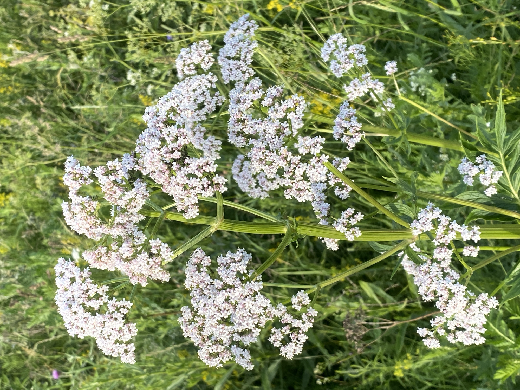 This is a close-up, high-angle shot of a cluster of small, pale pink and white flowers growing on a plant with thick, green stems. The flowers are clustered together in dense, round or oval-shaped inflorescences. The plant is situated in a natural setting, surrounded by lush green grass and other wild vegetation, suggesting an outdoor location like a meadow or field. The lighting indicates it is daytime, likely sunny, given the bright highlights and clear visibility of the details. There are no people or animals visible in the image. The focus is entirely on the botanical subject. The overall impression is one of natural beauty and the delicate details of wildflowers in bloom. The location context of Protvino, Russia, places this scene in a specific geographical area, contributing to the understanding of the local flora. There is no visible text in the image.