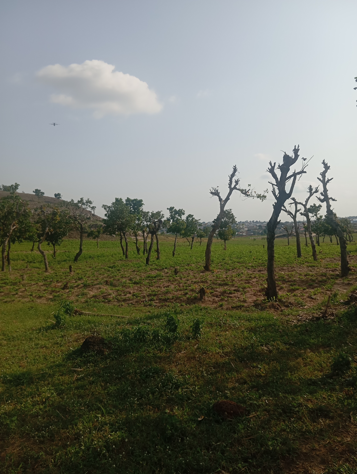 The image shows a rural landscape with trees in various states of growth and pruning, located in Dutsen Alhaji, Nigeria. In the foreground, a grassy area leads to a field dotted with trees. Some trees have full foliage, while others are bare with stark branches. Beyond the field, a cluster of buildings forming a settlement is visible in the distance, nestled against a gentle slope. The sky above is hazy with a single cloud and a small airplane can be seen flying in the upper left quadrant of the image. The overall impression is one of a cultivated rural area on the outskirts of a settlement.