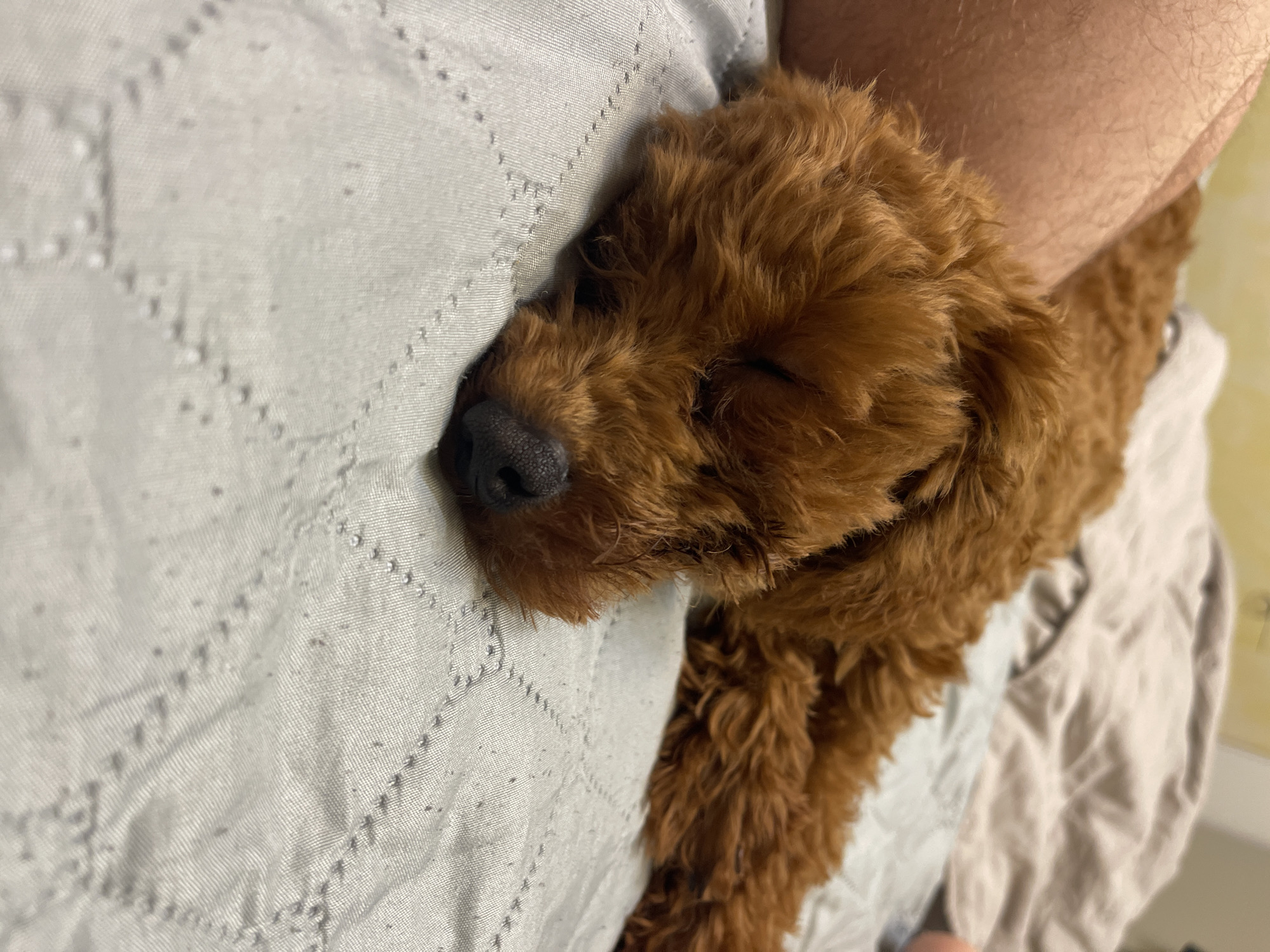 A brown poodle, likely a puppy, is sleeping on a quilted gray blanket. The dog is curled up on its side, with its head resting on its paws. Its eyes are closed, and its nose is visible. A person's leg, covered in light-colored hair, is visible in the upper left corner of the image, suggesting the dog is sleeping next to its owner. The background is blurred, but appears to be a bed with other blankets. The scene takes place indoors, likely in a bedroom. There is no information in the image to suggest a location in Sofia, Bulgaria.