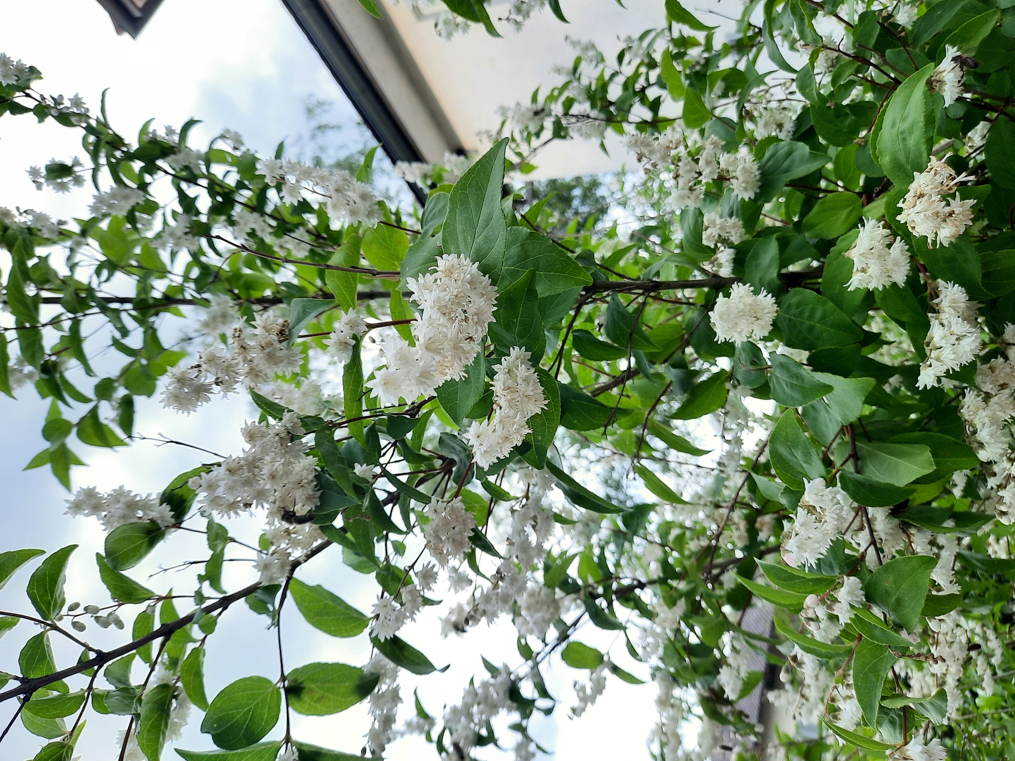 In Rosenheim, Germany, a blooming Deutzia shrub with numerous small white flowers and vibrant green leaves is captured in a close-up, eye-level shot. The branches of the shrub extend upwards, creating a dense canopy that fills most of the frame. Behind the shrub, a light-colored building with a dark roofline is partially visible, suggesting an urban or suburban setting. The sky above is overcast with clouds. No people or animals are discernible in the image.