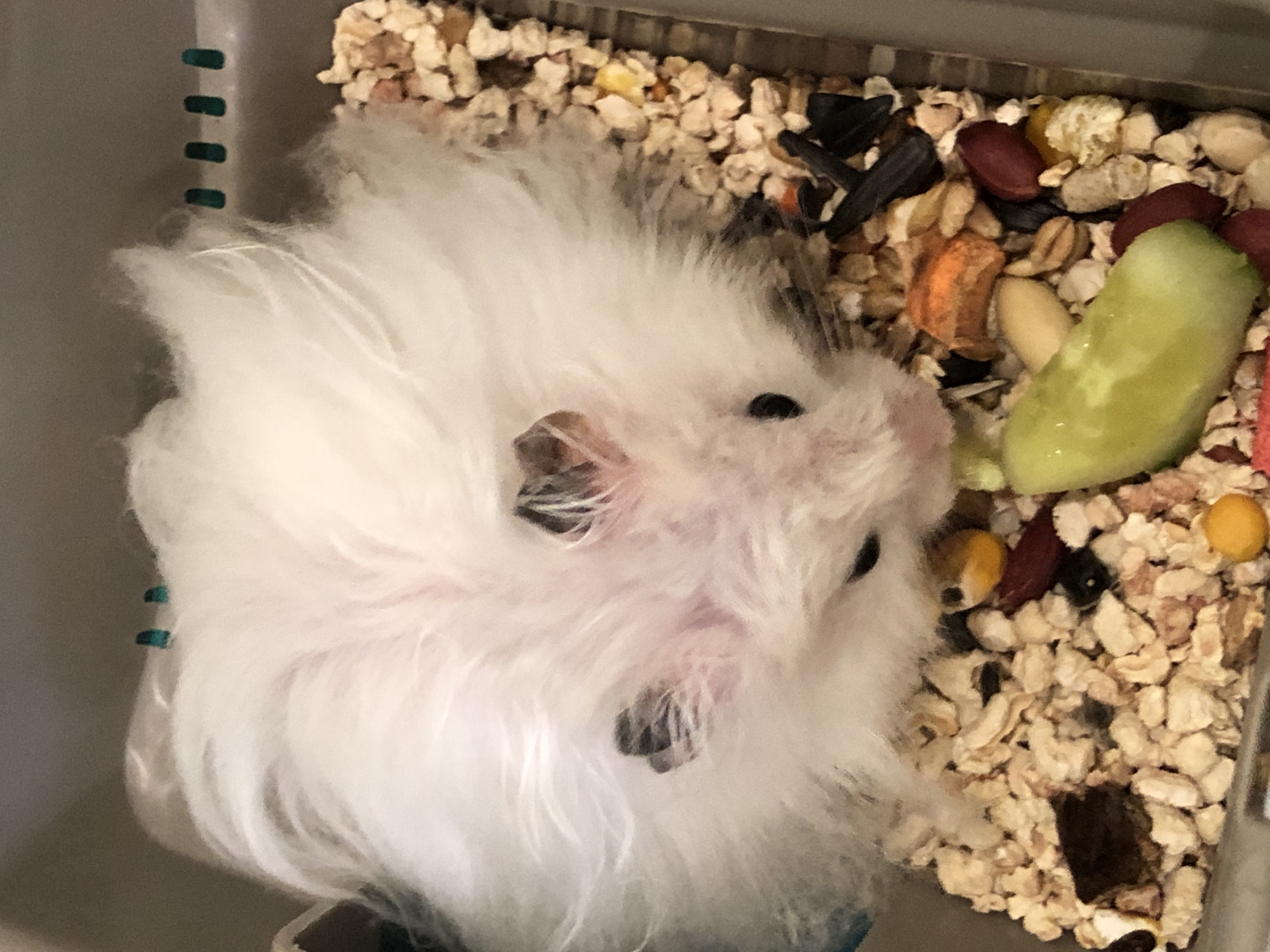 This is a close-up, high-angle, indoor photograph of a white hamster in its enclosure. The hamster's fur is long and fluffy, obscuring much of its body. Visible features include its pink nose, black eyes, and patches of darker fur on its head. The enclosure contains a variety of food items, including what appears to be a slice of cucumber, seeds, nuts, and small kibble. The bedding is composed of light-colored, pellet-like material. The enclosure appears to be made of grey plastic. There are no people or any indication of the city of Solikamsk, Russia present in this image.