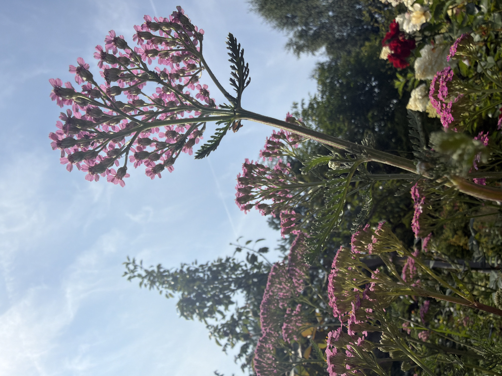 A close-up, low-angle shot captures a cluster of pink yarrow flowers in bloom against a bright, cloudy sky. The yarrow stalks are detailed with feathery leaves, and the tiny pink florets form flat-topped clusters. In the background, out-of-focus trees and other flowers, including red and white roses, create a soft, blurred backdrop. The scene appears to be a garden or park, possibly in Ladushkin, Russia, given the presence of dense greenery and a variety of flowering plants commonly found in temperate climates. The lighting suggests it is daytime, with sunlight filtering through the clouds. There are no people or animals visible in the frame.