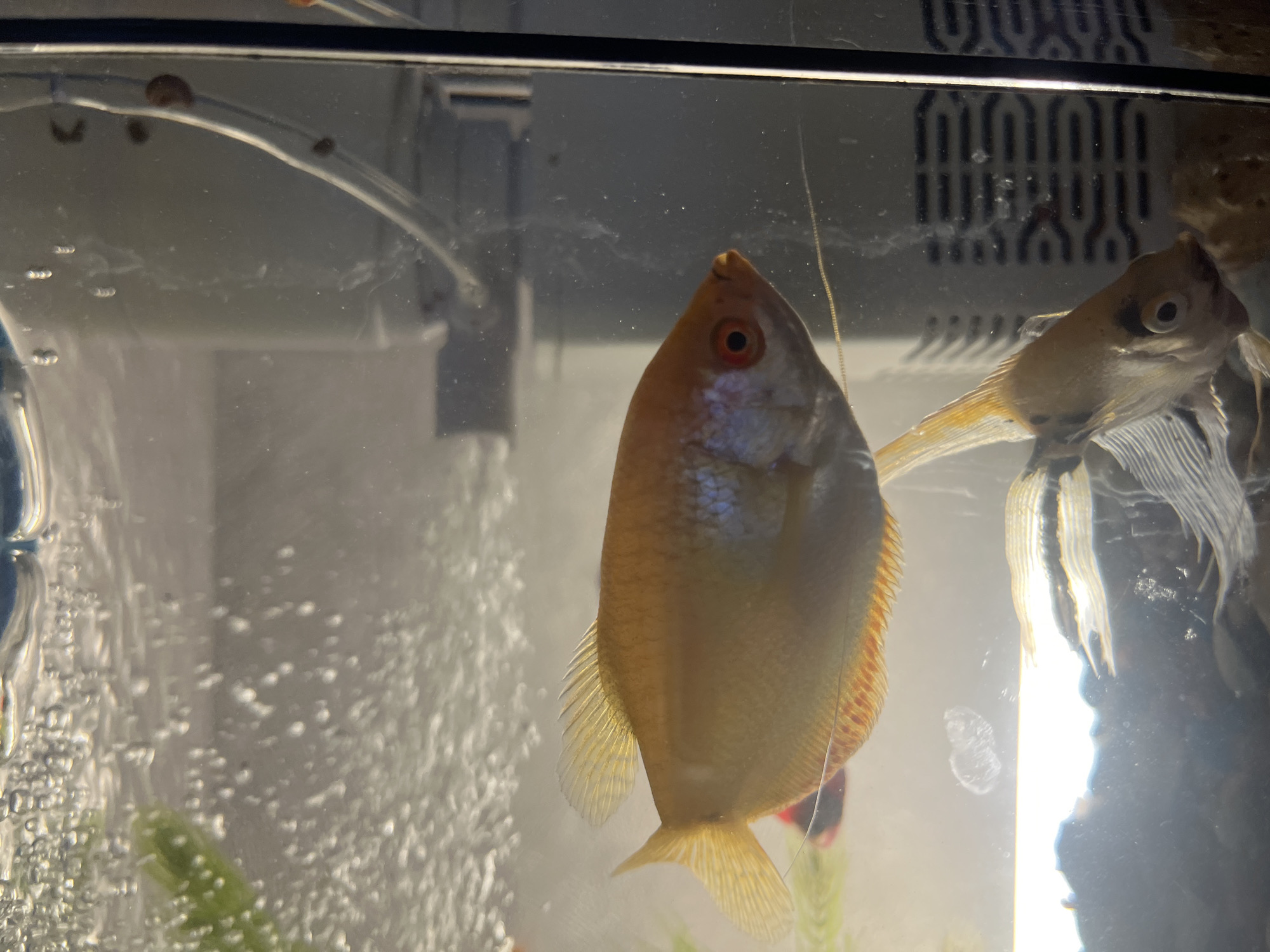 This media file shows two fish in an aquarium. The fish in the foreground is a light orange-gold color with red eyes and finnage. The second fish, partially visible to the right, appears to be an angelfish with thin, striped fins. Bubbles are rising in the water from a bubbler, and some green aquatic plants are visible. The background of the aquarium is dark and out of focus, but a black grate with an abstract pattern is visible. The lighting suggests an indoor setting, possibly daytime. There is some slight film or residue on the glass of the aquarium. There are no people visible. The scene is a close-up view within a freshwater aquarium.