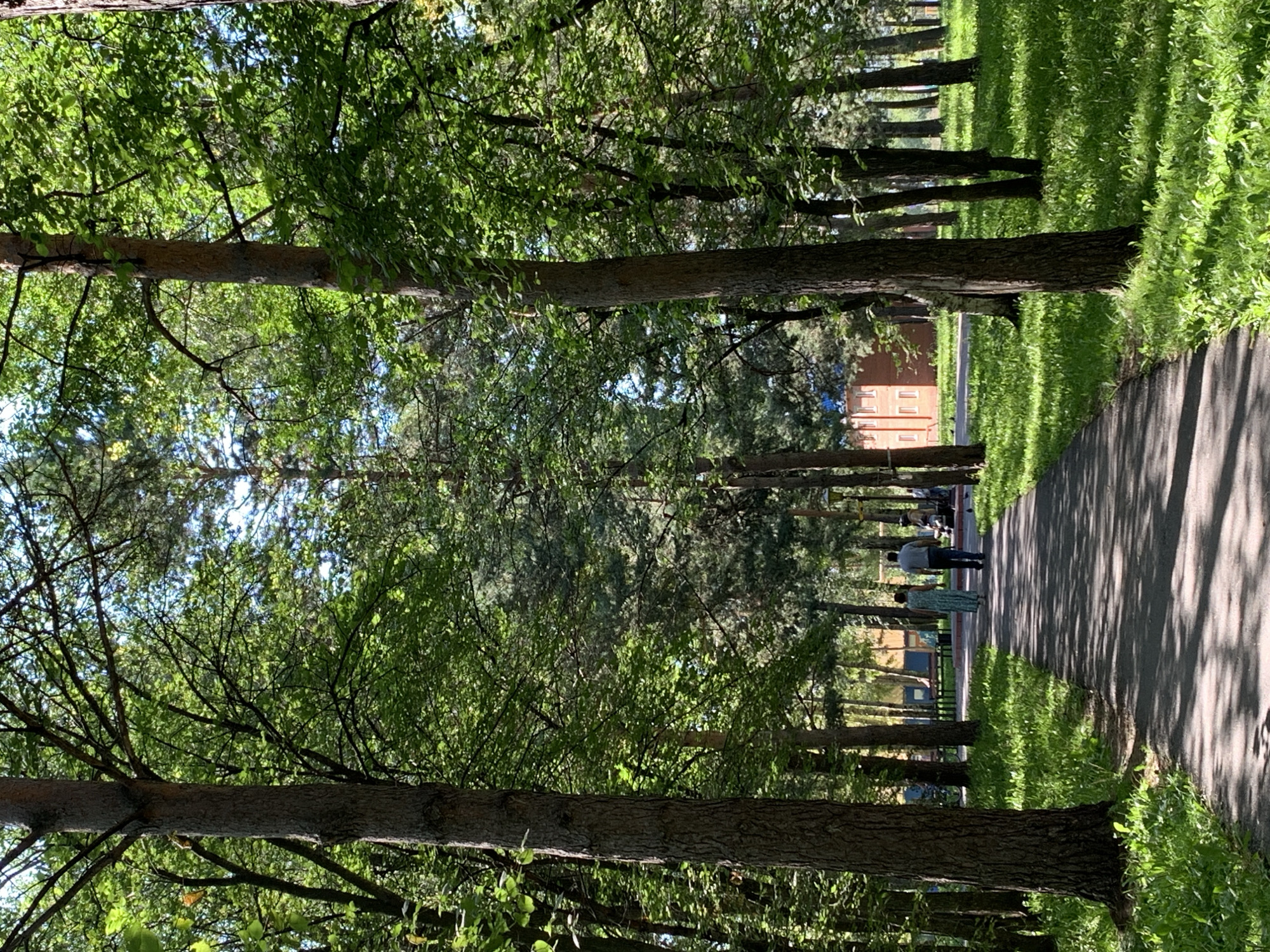 A paved path winds through a sun-dappled park in Prokopyevsk, Russia. Two individuals, a man and a woman, walk away from the camera along the path. The woman is wearing a light blue patterned dress, and the man is wearing a dark shirt and pants. Lush green grass borders the path, and tall trees with vibrant green leaves create a canopy overhead, casting shadows on the ground. In the background, a red brick building with white trim is visible amongst more trees. The scene suggests a peaceful day in a well-maintained urban park.