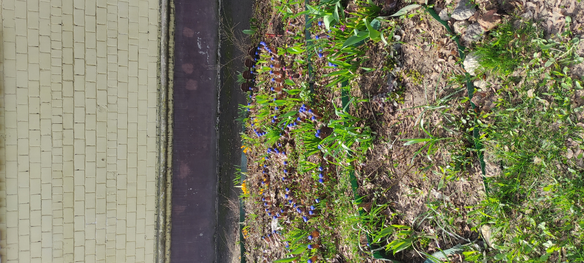 The image depicts a flowerbed in what appears to be Fryazino, Russia. The flowerbed borders a building with a yellow brick facade. The flowerbed is filled with small blue flowers, interspersed with green foliage, some yellow flowers, and dry leaves. A dark, possibly concrete or asphalt, strip separates the brick facade from the flowerbed. The plants appear to be in early spring bloom. The ground in the flowerbed is a mix of soil, dead leaves, and green shoots.