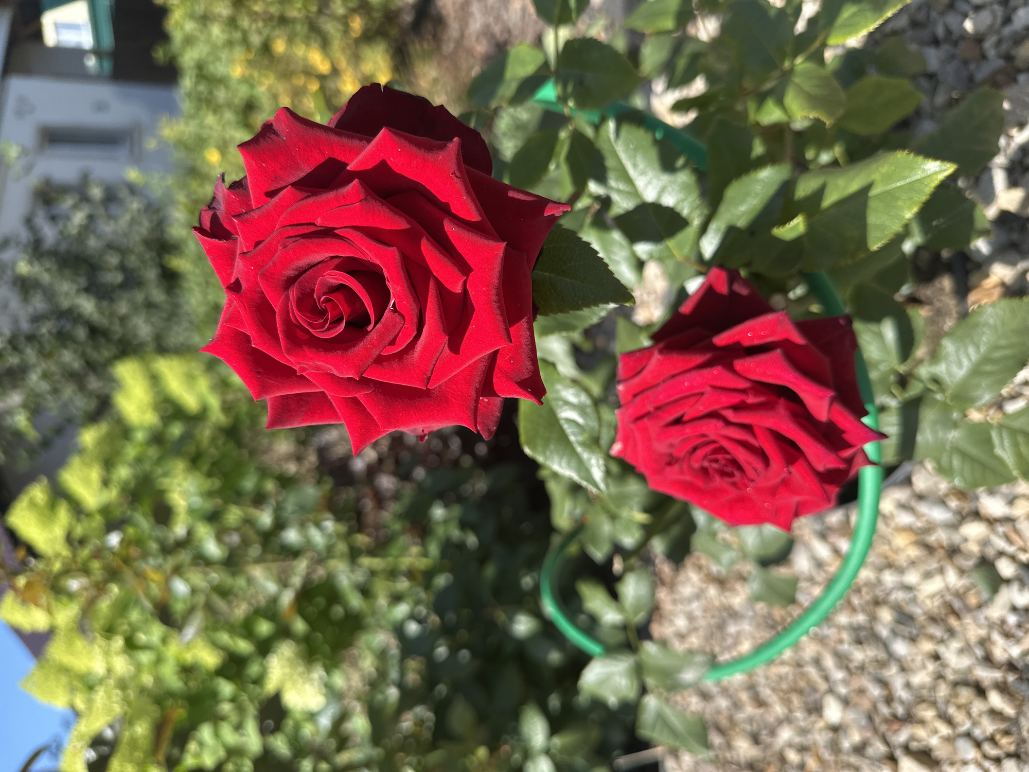 The image displays two vibrant red roses in bloom, set against a backdrop of lush green foliage and a partially visible building in the distance. The roses are the primary subjects, with the larger one in the upper portion of the frame showcasing its intricate petal structure. A green support stake is visible encircling the stem of the upper rose. The ground beneath the flowers is covered with light-colored gravel. The scene suggests a well-maintained garden, possibly in a residential area. The presence of the building and the general appearance of the environment are consistent with a location in Staritsa, Russia. No people are present in the image.