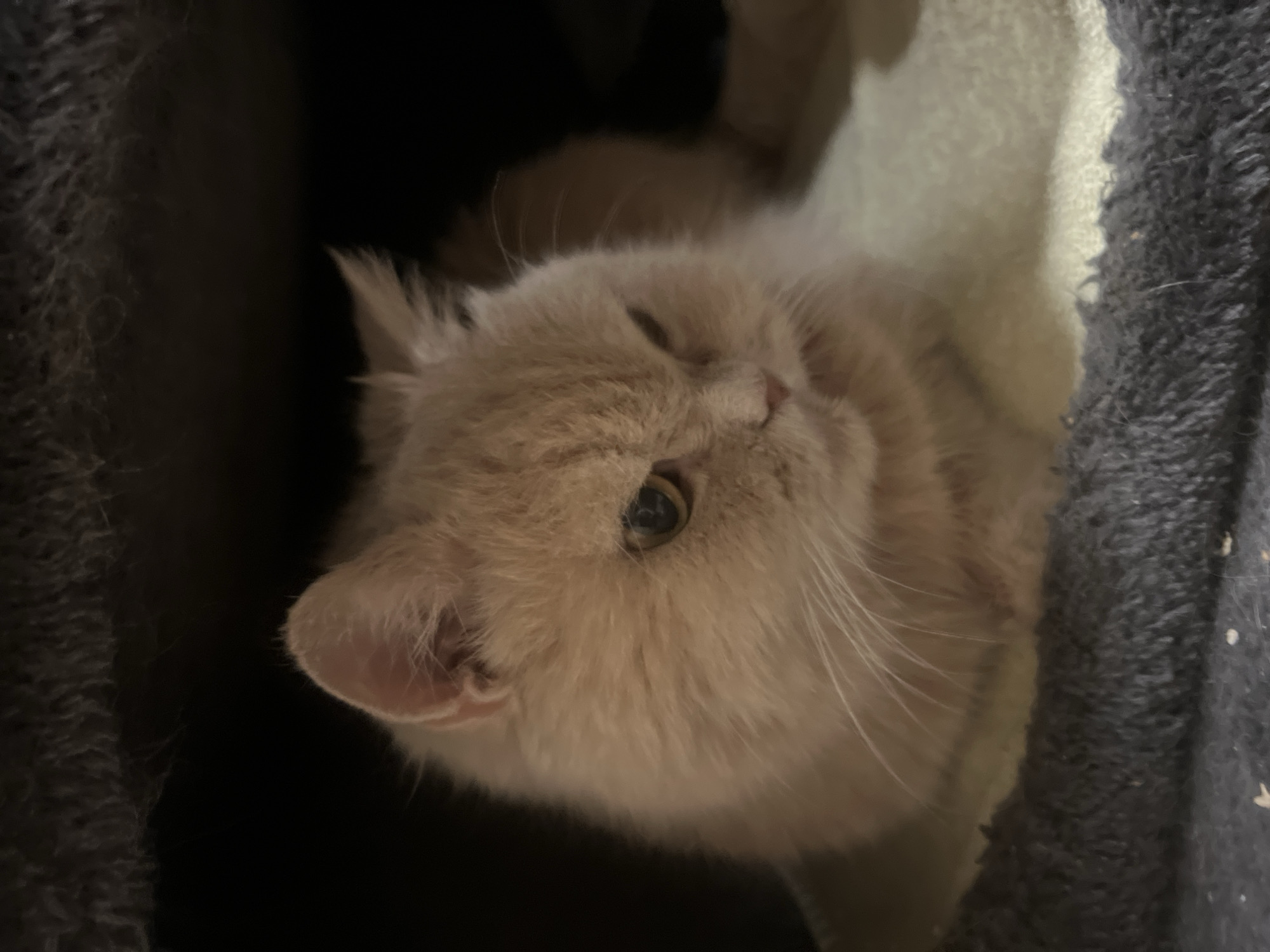 A light orange Persian cat with white whiskers is nestled in a dark gray cat tree. The cat is looking to the right with its eyes partially closed, giving it a grumpy or sleepy appearance. The cat is resting on a cream-colored, soft surface within the cat tree. The background is dark and out of focus. The scene takes place indoors, likely in a residential setting. There is no information available about the city of Bender, Moldova.