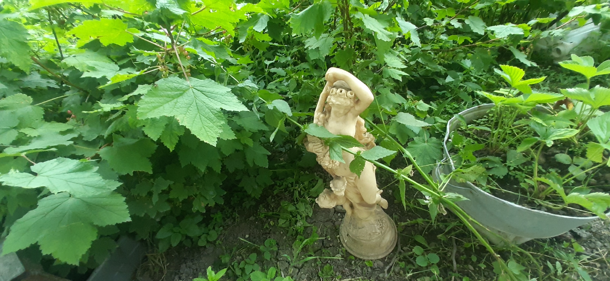 In the city of Yessentukskaya, Russia, a small, light-colored statue of a cherub is positioned amidst lush green foliage. The statue, made of what appears to be stone or resin, depicts a cherubic figure with its arm raised to its head and adorned with floral elements. It stands on a decorative base with intricate patterns. To the right of the statue, a portion of a metal pot containing strawberry plants is visible. The surrounding environment is overgrown with various types of plants and weeds, suggesting a garden or natural outdoor setting. The ground beneath is dry and cracked, with some small stones and debris scattered around. The overall scene is one of a garden with decorative elements and growing plants.