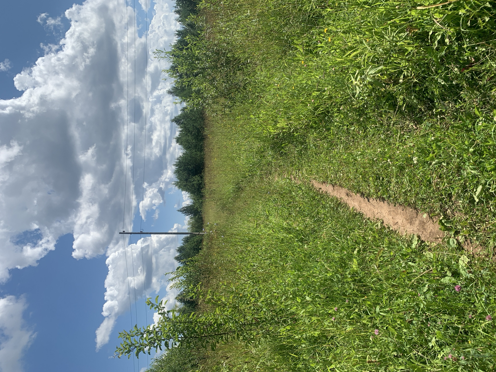 A dirt path winds through a meadow of tall green grass and wildflowers under a bright blue sky dotted with white, fluffy clouds. Power lines stretch horizontally across the upper portion of the image, supported by a utility pole visible on the right. A dense line of trees forms a distant horizon. The scene is serene and natural.