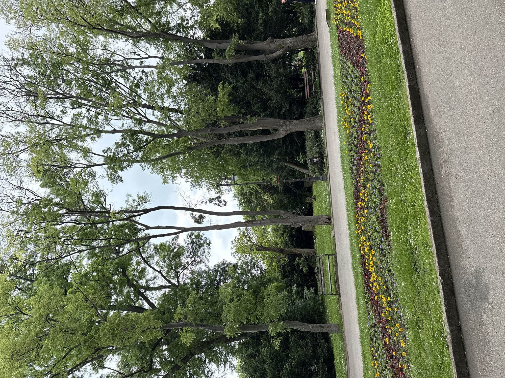 The image shows a park in an unknown city with several tall trees along a paved path. The trees have green foliage and exposed branches. To the right of the path, there is a long flower bed filled with yellow and purple flowers, separated from the pavement by a strip of grass. Further to the right is a concrete path. A bench is visible between two trees on the left side of the path. The sky is overcast.