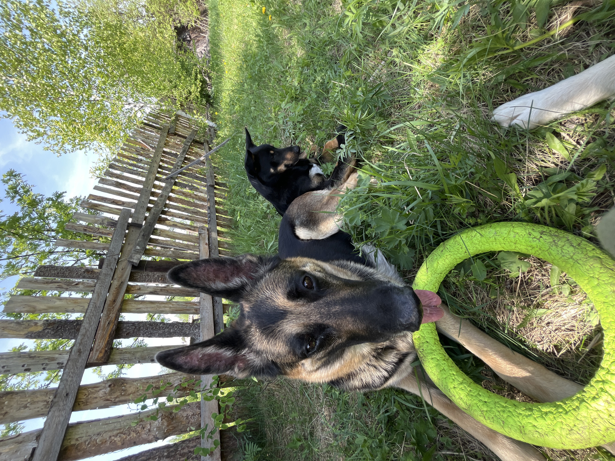 The image shows a close-up, low-angle shot of a German Shepherd dog holding a green, textured ring toy in its mouth. Its tongue is visible. Behind the dog, in the grass, is another dog, darker in color and smaller in size, lying down. To the left of the dogs, a weathered wooden fence runs along the edge of the frame. In the background, there is green foliage, possibly trees and shrubs, under a blue sky. A white paw is partially visible on the upper right corner of the image.
The image does not contain enough information to determine the location in Nizhny Tagil, Russia.
