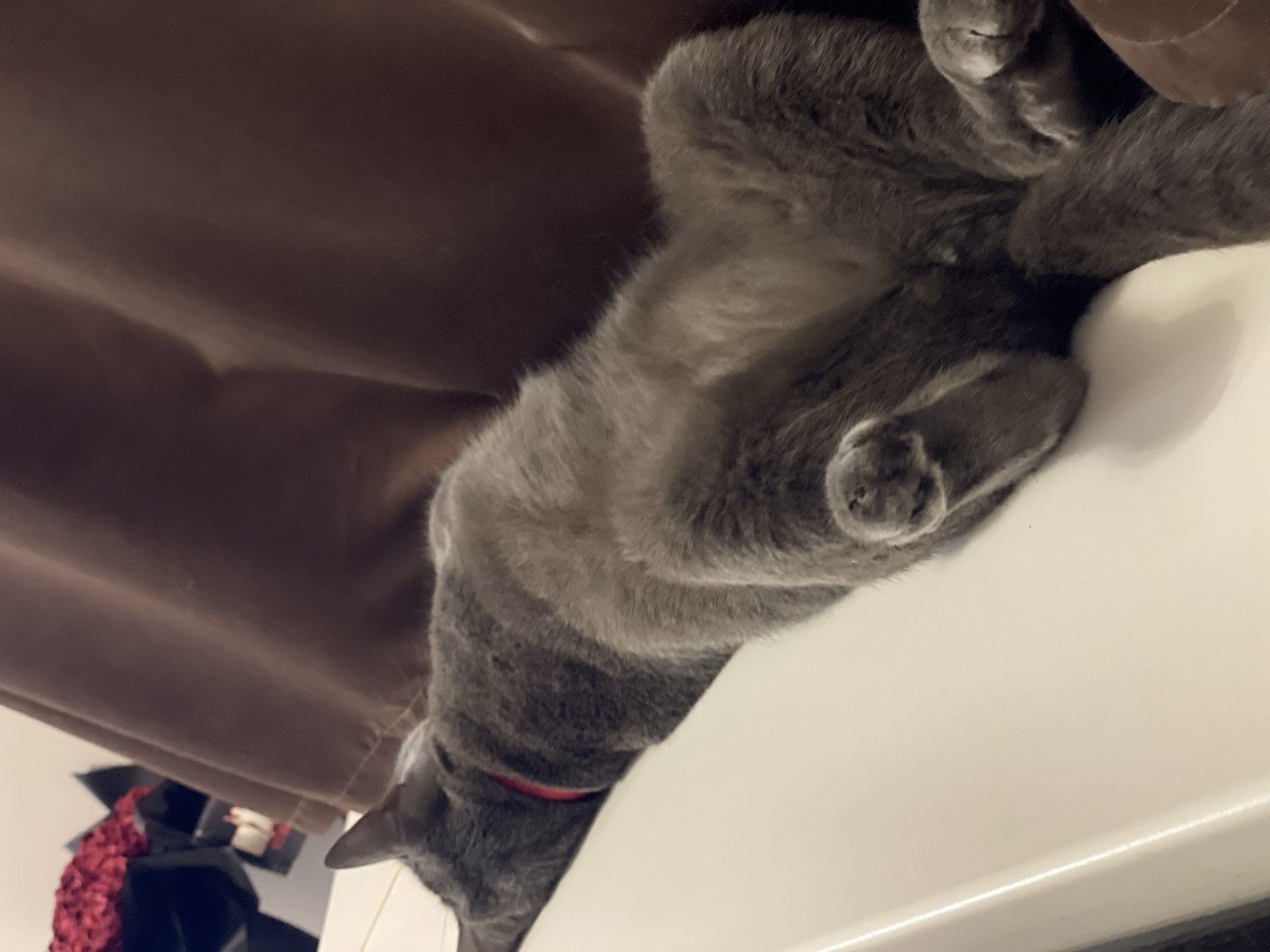 A medium shot captured from a slightly elevated angle shows a gray cat sleeping on a white surface. The cat is lying on its back with its belly exposed, appearing relaxed. A thin red collar is visible around the cat's neck. In the background, a brown curtain hangs, and to the left, out of focus, are hints of red flowers and black material, possibly decorative items. The lighting suggests an indoor setting, likely a room. The location in Sochi, Russia, cannot be determined from the visual information provided in the image.