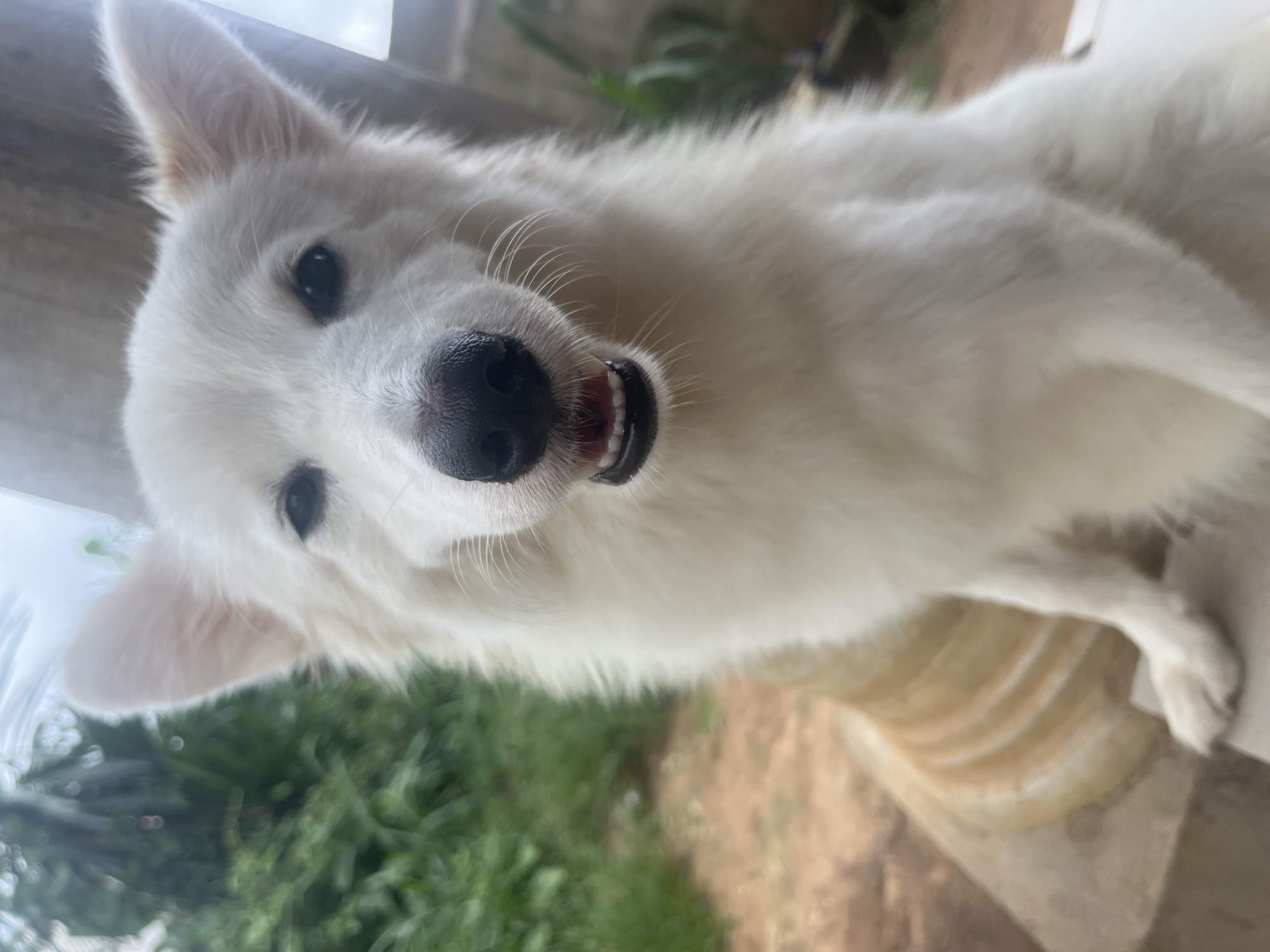 A close-up, slightly angled image shows a white dog. The dog is looking directly at the viewer with its mouth slightly open, revealing its teeth. Its nose is black, and its eyes are dark. The background includes green vegetation and a glimpse of a building or structure. The location, Ikot Ekpene, Nigeria, does not have any specific identifiers from this image. The image captures a candid, close-up view of the dog's face in a natural outdoor setting.