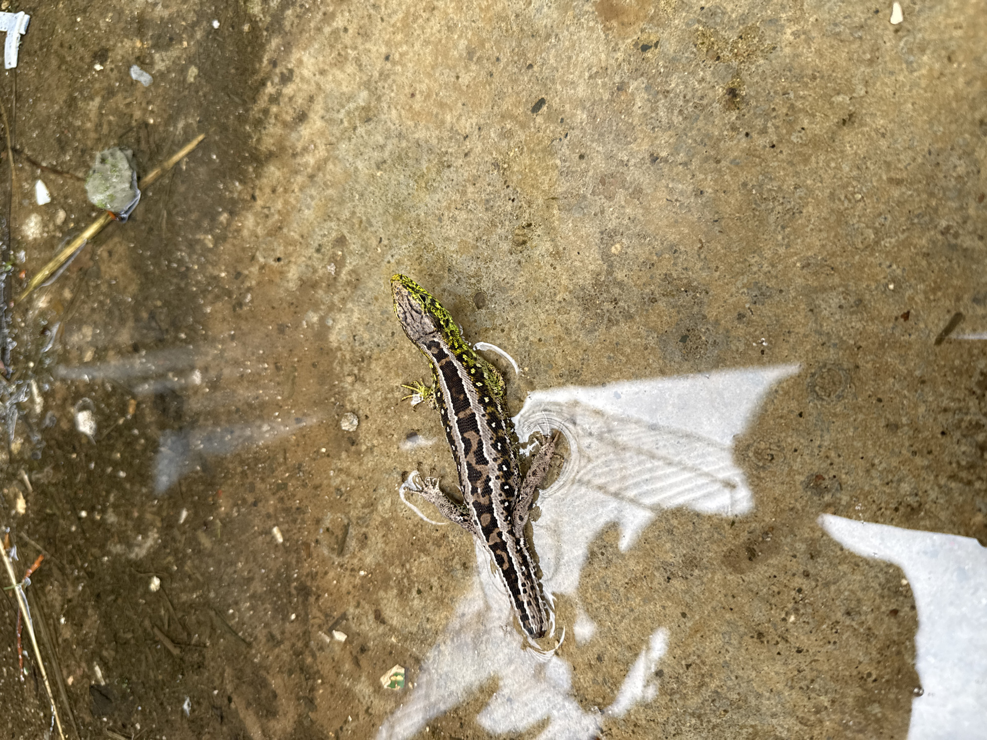A small lizard, likely a sand lizard (Lacerta agilis), rests in a shallow puddle on a concrete surface. The lizard has a green head and back with a brown stripe down its spine, marked with white spots. The concrete surrounding the lizard is discolored and stained, with some debris visible. The puddle reflects light. The location is not discernible as Малая Рукавицкая, Russia based on the image provided.
