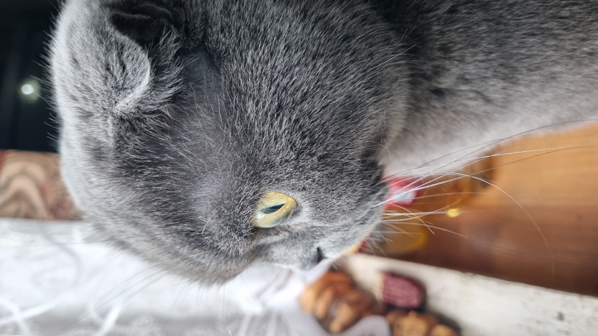 A close-up profile shot focuses on the head of a grey Scottish Fold cat, positioned in the foreground. The cat's left eye, a striking shade of yellow-green, is the central element, with its pupil narrowed to a slit. Its fur is short and dense, with visible whiskers fanning out from its muzzle. The cat's ears are folded down, characteristic of the breed.
In the background, out of focus, is a window with white curtains on the left, and a wooden surface with some items on it, including what appears to be food. The lighting suggests an indoor environment, possibly a domestic setting. The image does not contain any specific geographical markers that would indicate its location in Vysokoe, Russia.