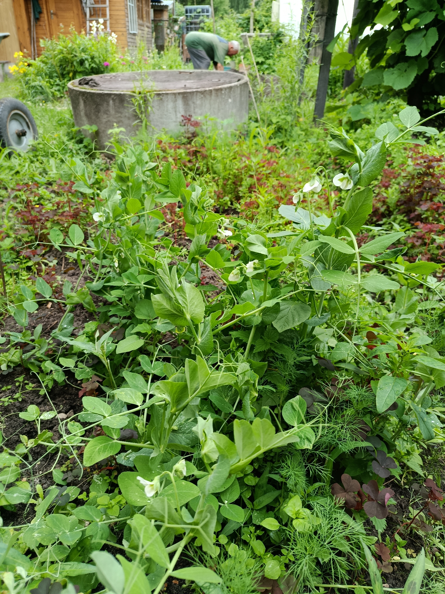 The image depicts a vibrant garden scene in Vereya, Russia. In the foreground, a lush patch of pea plants with delicate white flowers and tendrils is thriving, interspersed with sprigs of dill and clover. The soil is dark and rich, indicating fertile ground for growth. Behind the peas, a large, weathered concrete wellhead is visible, a common feature in rural settings. A person, seen from behind and wearing a green shirt and dark pants, is tending to the garden near the wellhead, their posture suggesting focus and engagement with their task. The background reveals more of the garden and surrounding area, with a wooden structure that could be a shed or small house, and other vegetation. The overall impression is one of a serene, productive summer day in a traditional Russian garden, with the natural beauty of the plants and the quiet activity of gardening creating a peaceful atmosphere. The lighting suggests it is daytime, likely late morning or afternoon, with soft, diffused light filtering through the leaves, indicating overcast or partly cloudy weather. There is no visible text in the image.