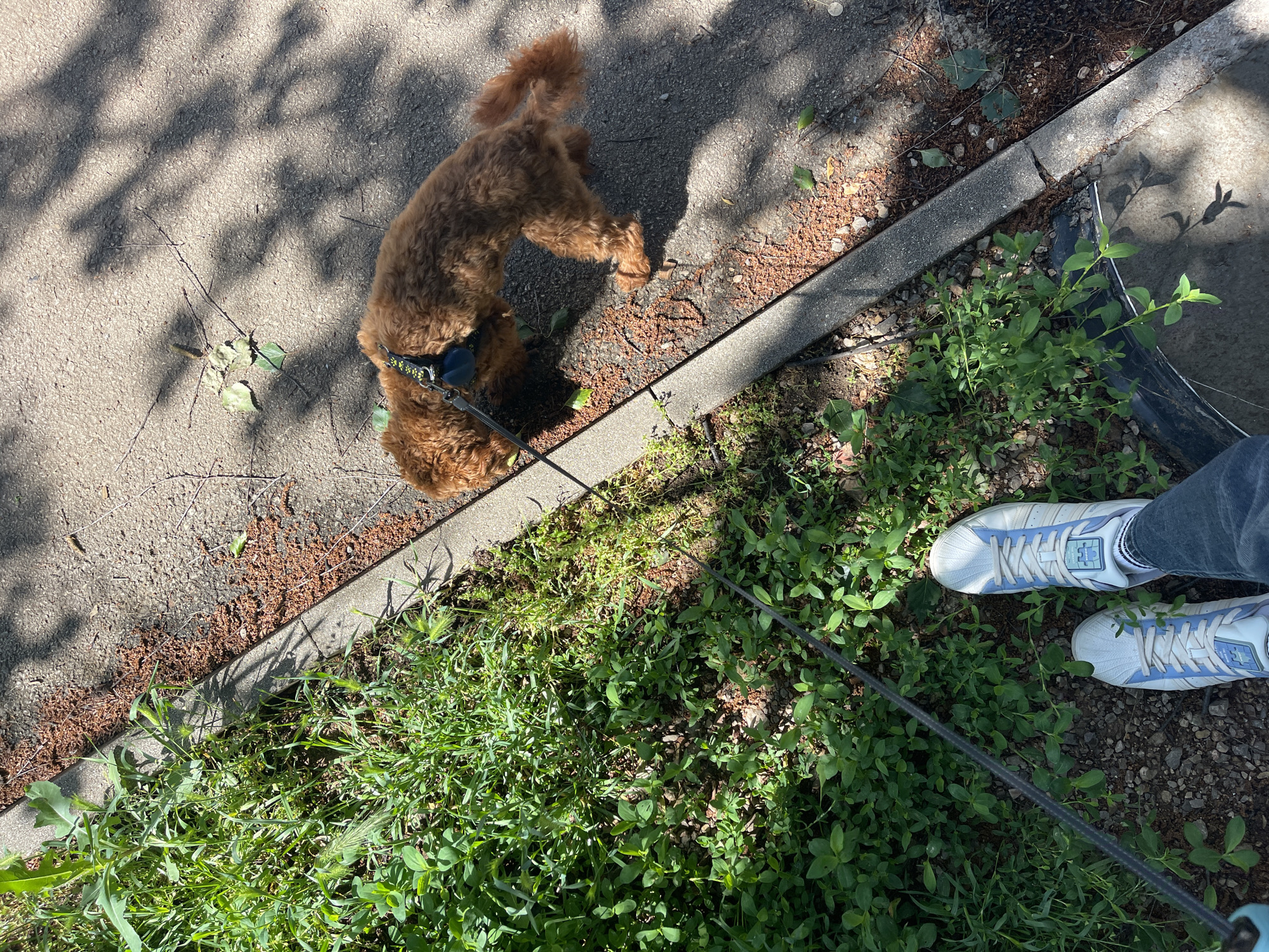 The image presents an outdoor scene, possibly in Sofia, Bulgaria, depicting a brown poodle-type dog on a leash held by a person standing on a gravel path. The dog is on a concrete sidewalk, partially covered by shadows, with a strip of vegetation along the edge of the sidewalk. The person's feet, clad in white sneakers with blue accents, are visible on the gravel path. The surroundings consist of dense green foliage. There are also other vegetation with seeds/flowers next to the sidewalk.