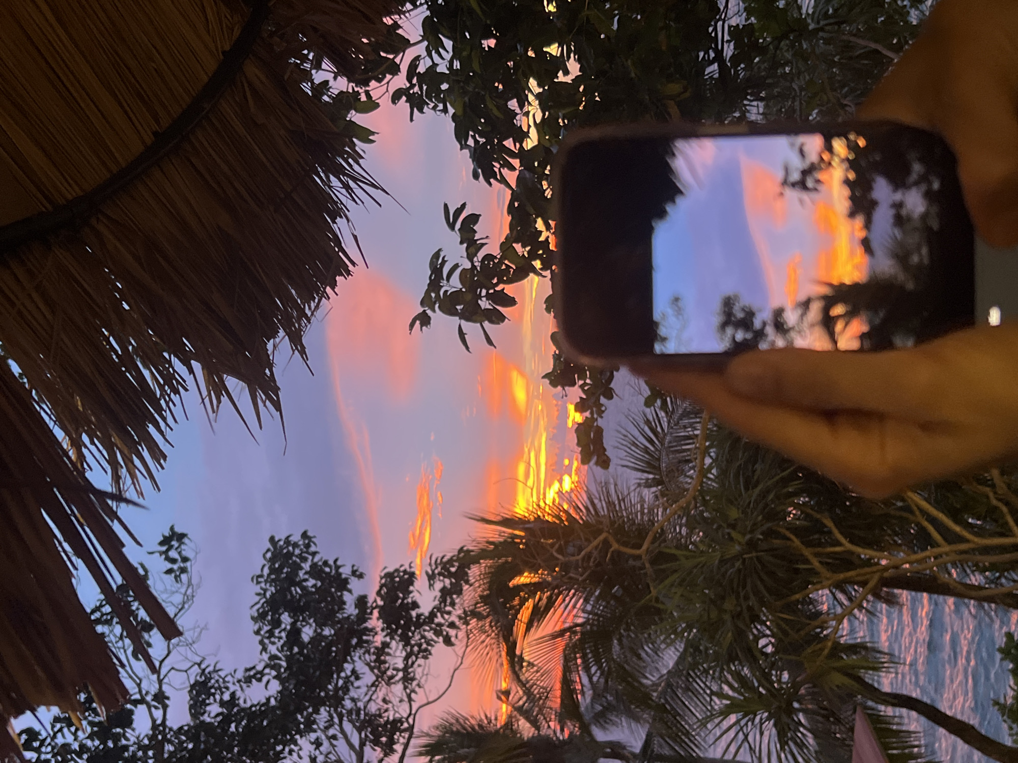 In Karon, Thailand, a person is holding a smartphone to capture a vibrant sunset over the ocean. The sky is a brilliant display of orange, pink, and purple hues, with wispy clouds illuminated by the setting sun. Palm trees and other lush foliage frame the scene, with parts of a thatched roof visible in the foreground, suggesting a tropical resort or restaurant setting. The ocean, reflecting the colors of the sky, is visible below the trees. The phone's screen shows a mirrored image of the sunset, creating a layered effect within the photograph.