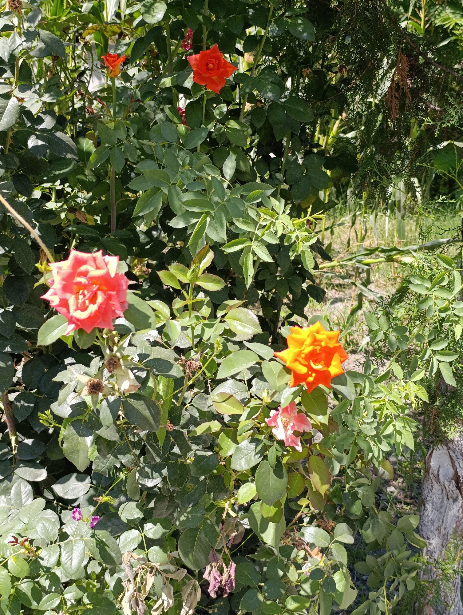 In Devayron, Uzbekistan, a close-up shot captures a vibrant rose bush bathed in sunlight. Several roses are in bloom, displaying a spectrum of colors from fiery orange and bright pink to a softer coral hue. The petals are intricately detailed, showing the delicate texture and natural curves of the flowers. Dark green, glossy leaves form a lush backdrop, some catching the light and appearing almost luminous. Amidst the greenery, hints of dry, brown leaves suggest the natural cycle of the plant. The background is a blur of more foliage and a hint of a wooden fence post, hinting at an outdoor garden setting. The image is sharp and well-lit, highlighting the natural beauty of the roses.
