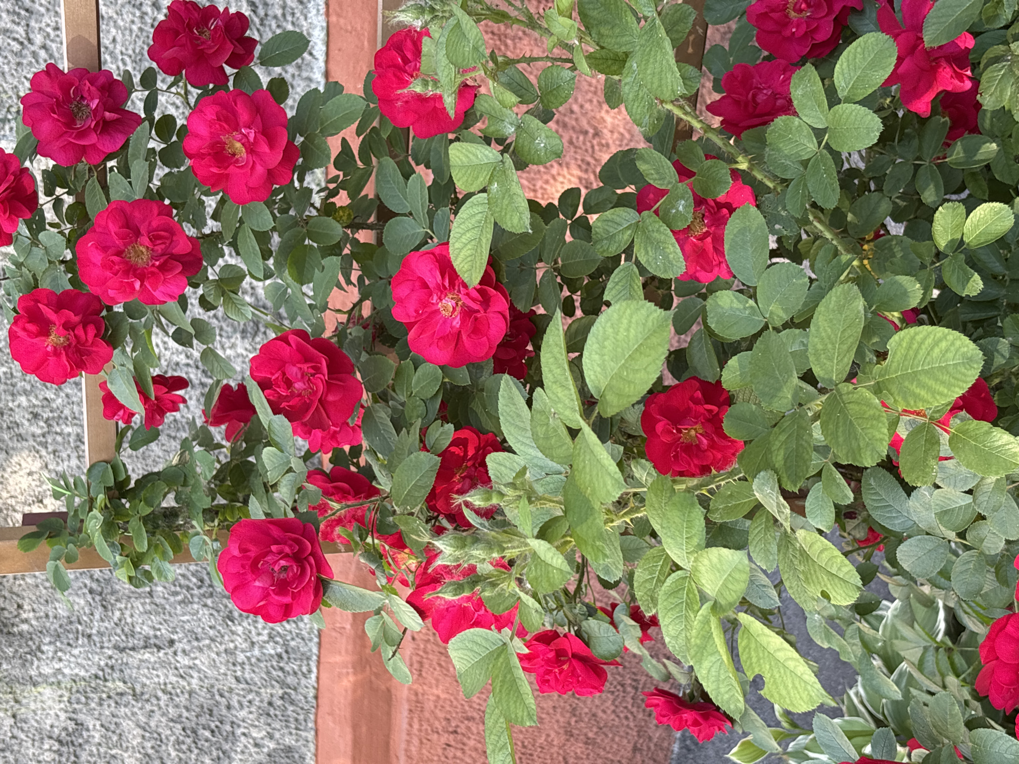 The image shows a bush of bright red roses with green leaves. Some of the roses are in full bloom, while others are still buds. The bush is growing on a trellis against a textured gray wall and a reddish-brown wall. The scene is set in an outdoor environment, possibly a garden or a yard. There are no people or animals visible in the image. The lighting suggests it is daytime. The image is a close-up view of the rose bush, with the focus on the flowers and foliage.