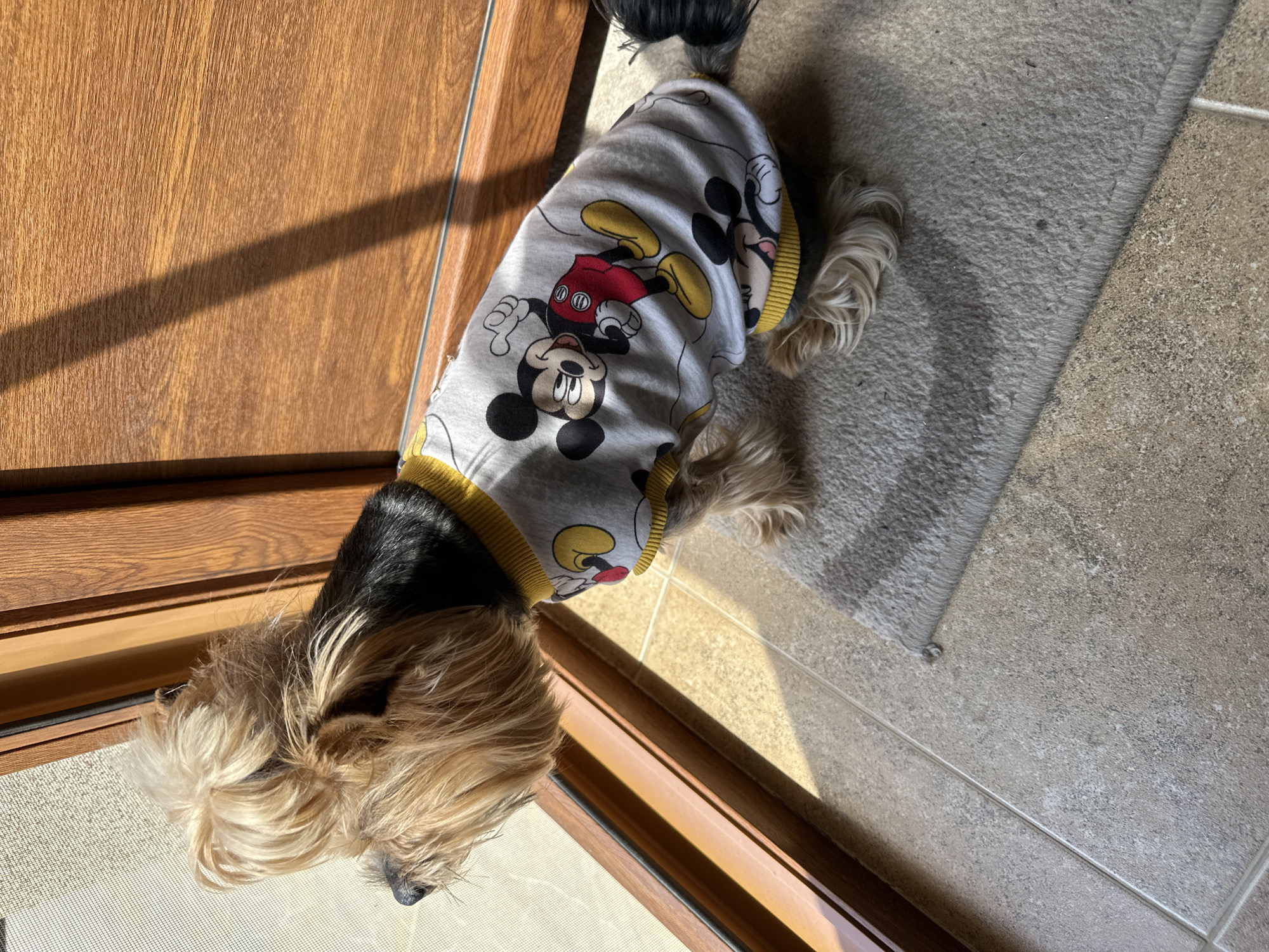 A small, long-haired dog, possibly a Yorkshire Terrier, stands on a tiled floor near a wooden door. The dog is wearing a gray shirt with a yellow collar and Mickey Mouse prints. The location is unknown; there is no information to confirm it is in Montana, Bulgaria.